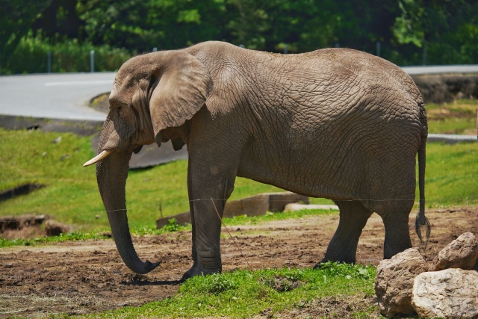 全球最孤獨大象尚卡因罕見腦心肌炎病毒(EMCV)病逝。示意圖/photoac