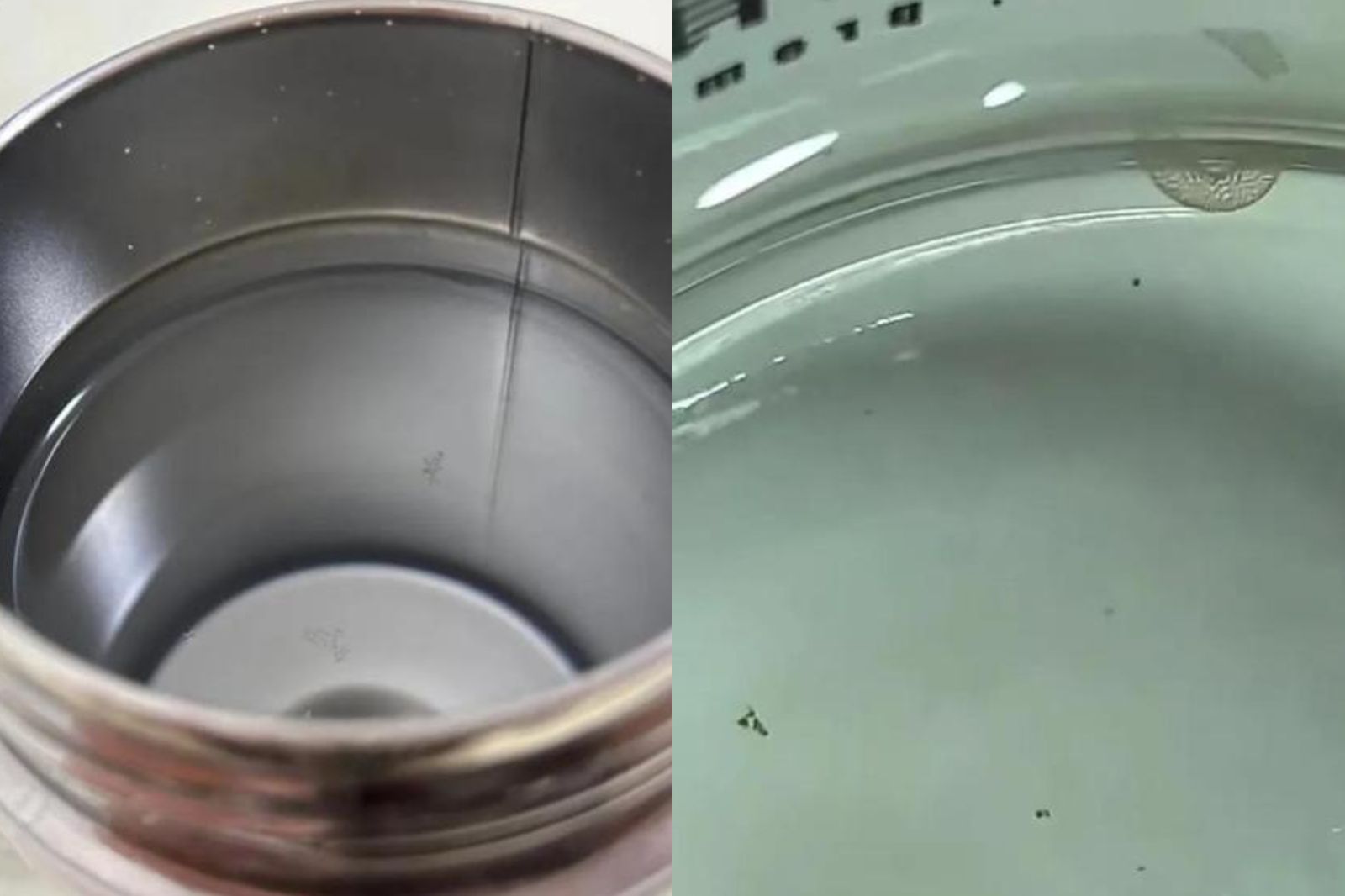 隔夜水喝進「一大口蚊子卵」　醫師曝下場：簡單1方法阻絕