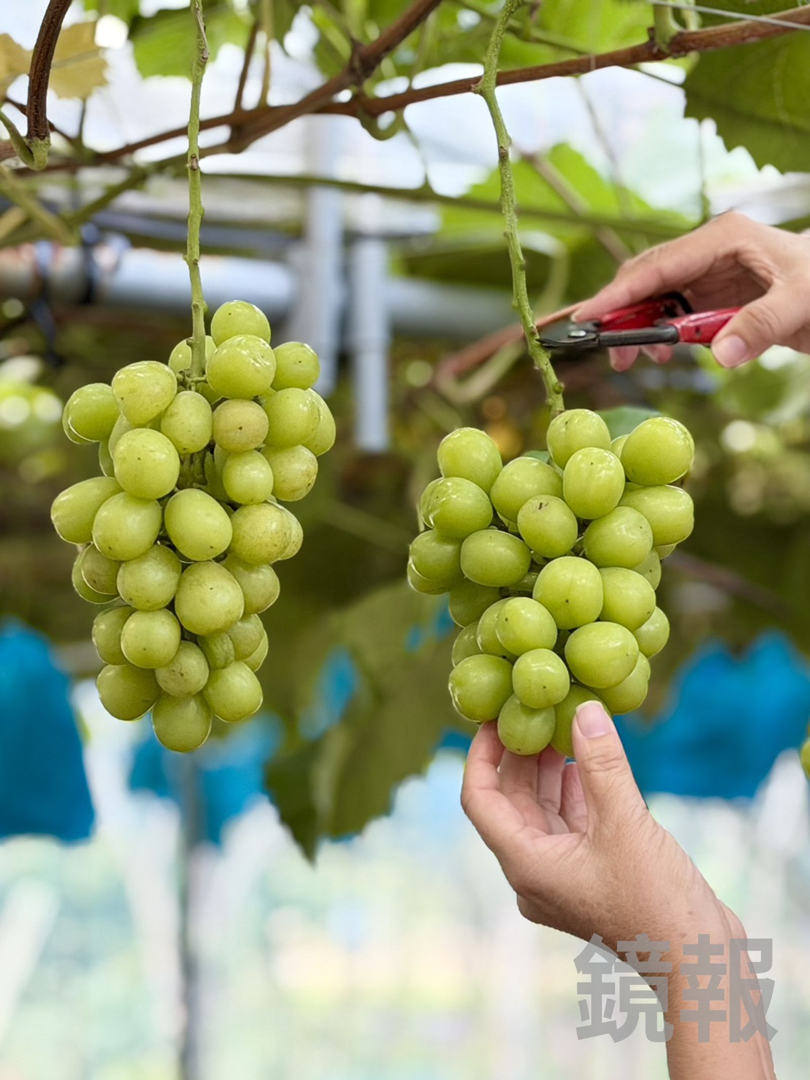 麝香葡萄皮薄汁多也無籽,還有類似荔枝的香氣。