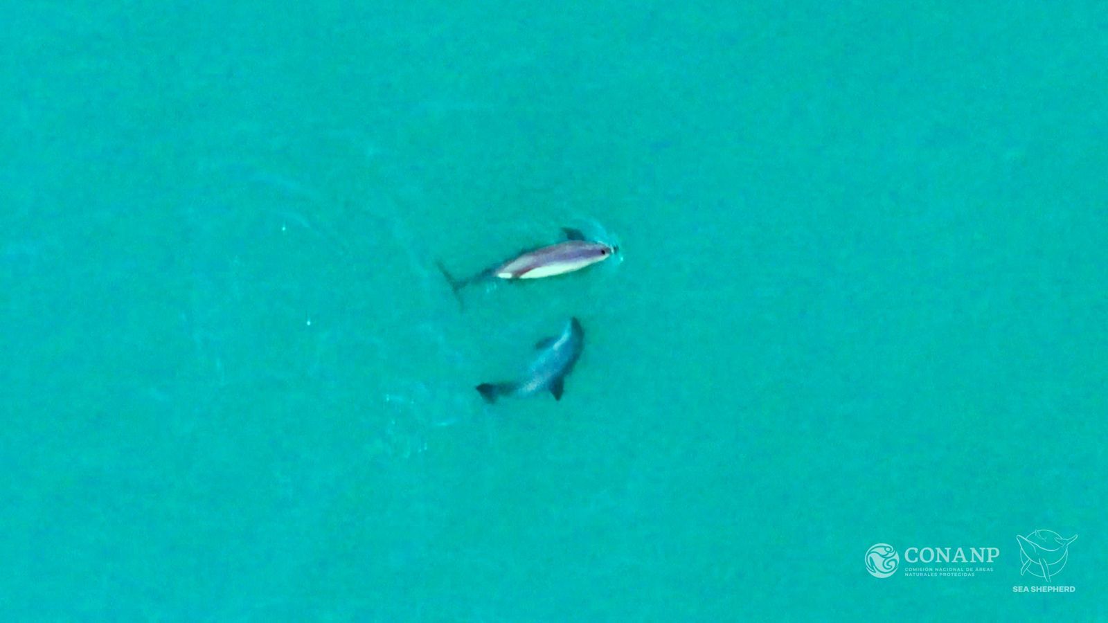 曾只剩10隻！全球「最瀕危海豚」驚見新生寶寶…幼豚現身珍貴畫面曝光