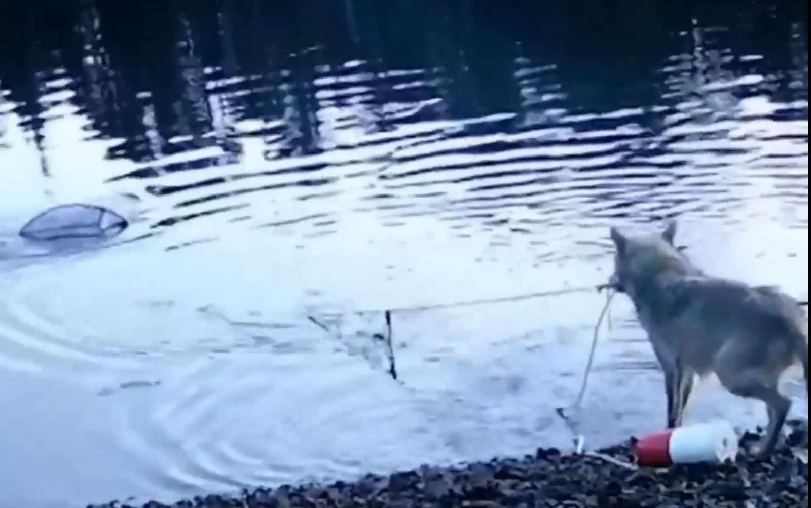 以為是海獺海豹在破壞捕蟹籠？　錯了！野狼首度被發現展現驚人巧操作