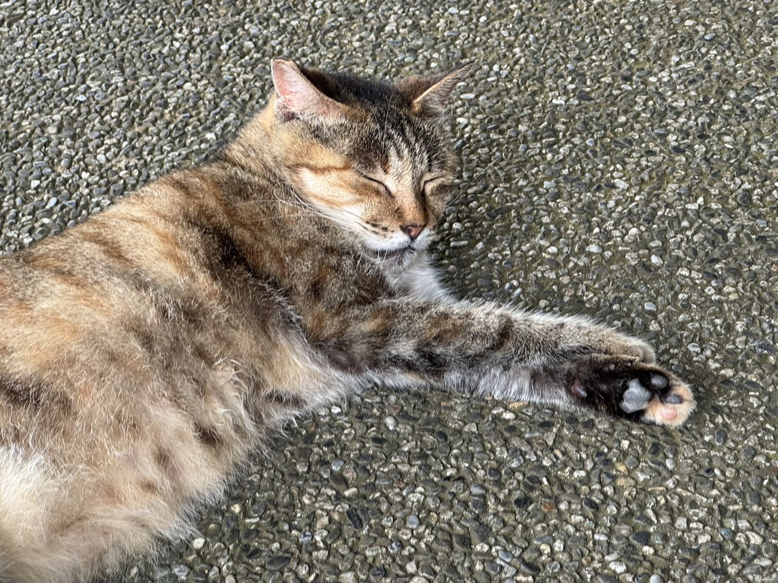 居民認為有3原因造成貓咪數量減少。圖／陳琮文攝影