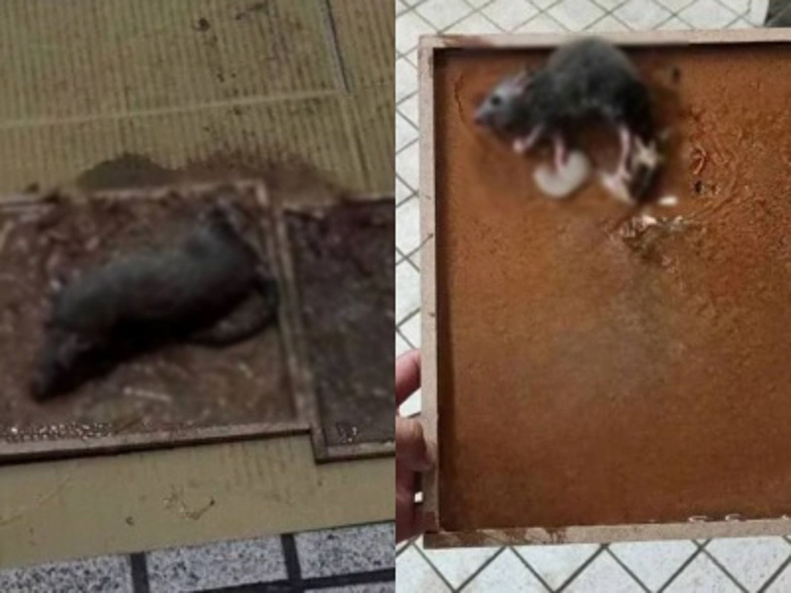 林酒店再爆鼠患猖獗！竟出現「貓咪體型」個體　他警告：這只是冰山一角