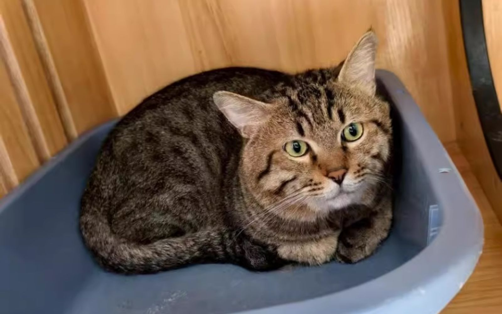 主人欠債3歲毛孩被賣身償還　律師喊合法......這些也能拿來抵債