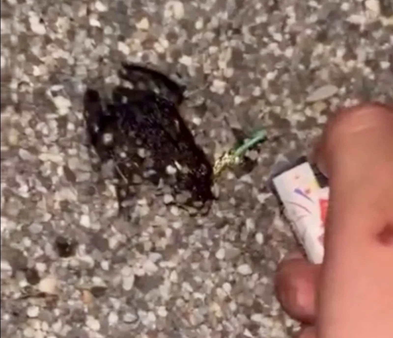 台南高職生「鞭炮塞嘴」炸青蛙拍片博流量　農業局出手移送警方偵辦