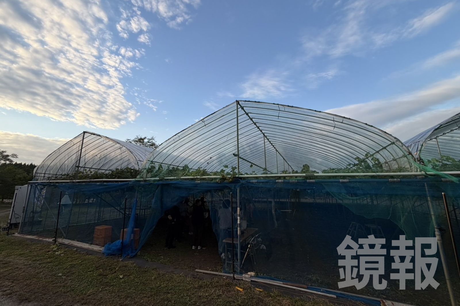 入秋後,在網室內採麝香葡萄,比較沒這麼炎熱。