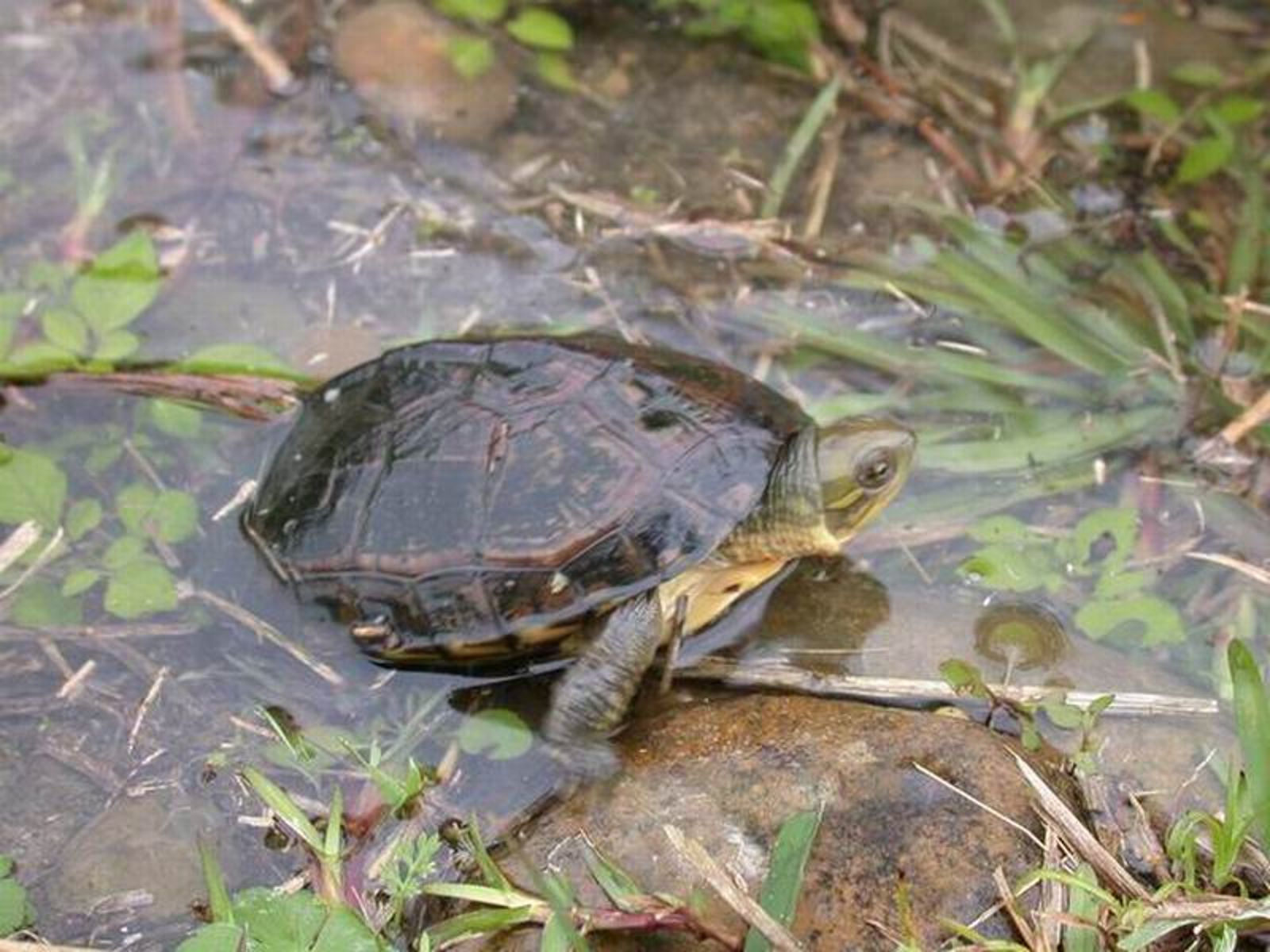 可愛不是藉口!新店泥水工、動物攤販誤養「瀕危柴棺龜」吃官司