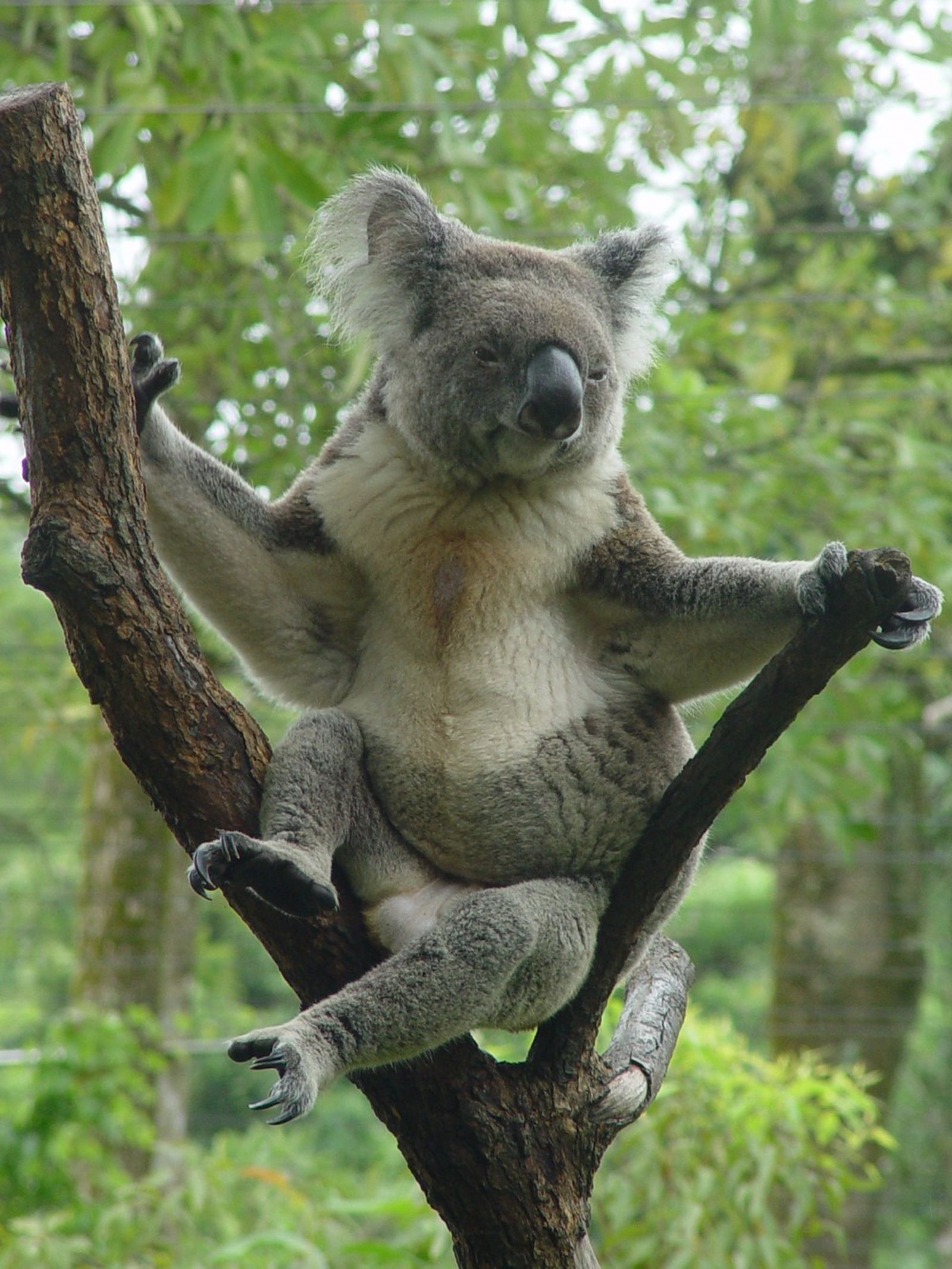 雄性無尾熊，胸前有胸腺。圖／翻自台北市立動物園官網