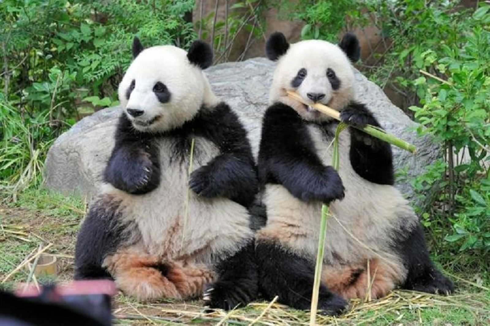 日本「倒退50年」沒貓熊看了　日網友：沒差！中國客不來讓日國旅更旺