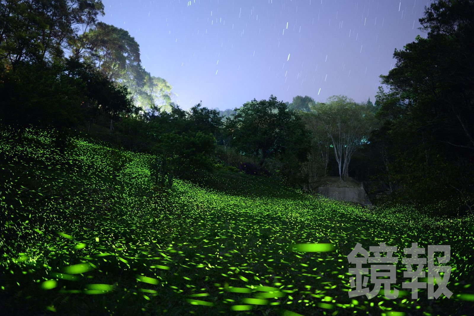 東勢林場漫天螢火蟲的生態美景，三月底開始將會來到大爆發的盛況。東勢林場提供