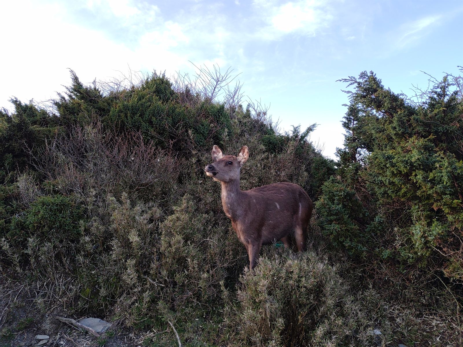 台灣水鹿疑似遭槍殺，太管處已立案調查。圖／翻攝自太魯閣國家公園官網