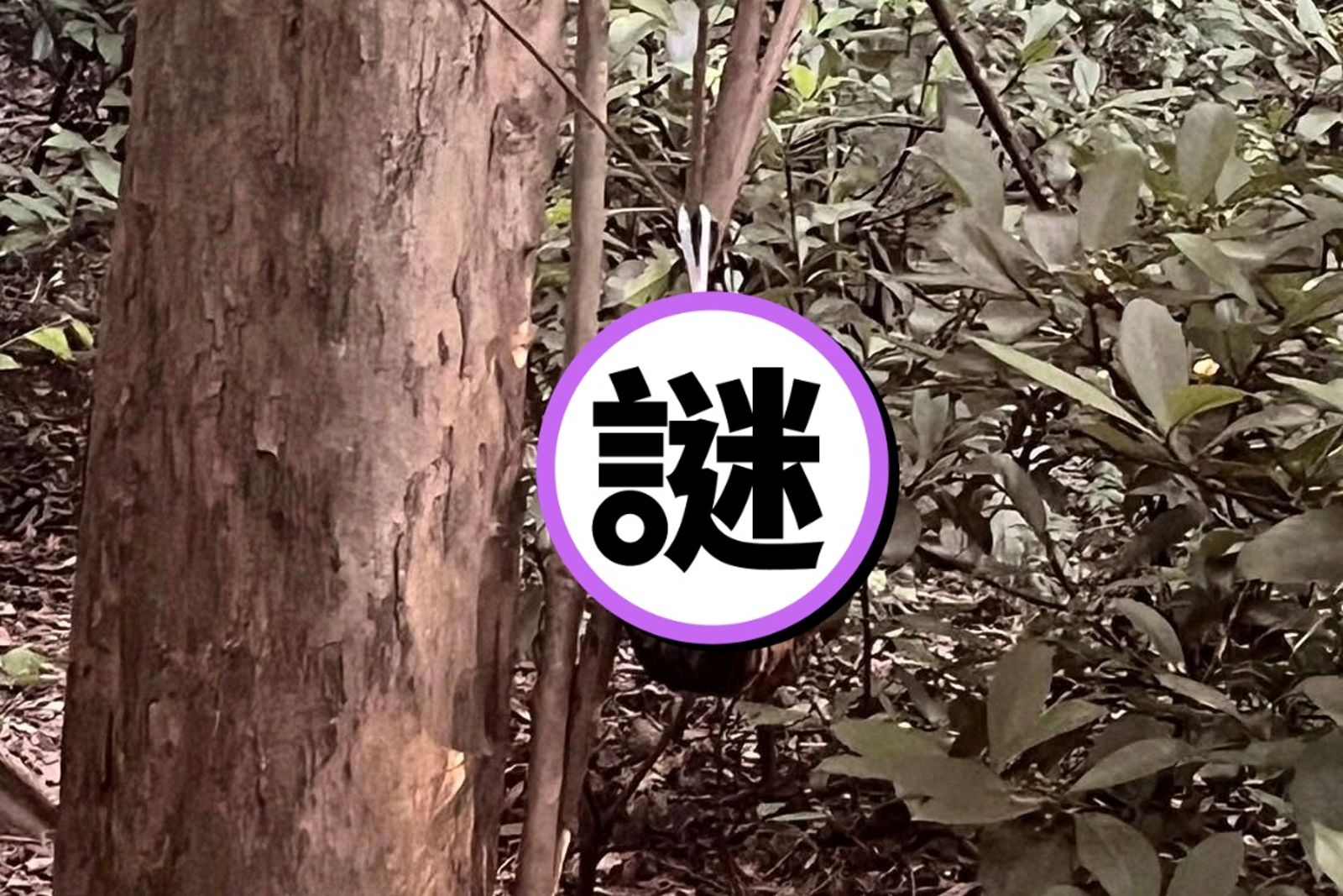 新竹十八尖山驚見「死貓遭吊掛樹上」!民俗專家揭習俗真相