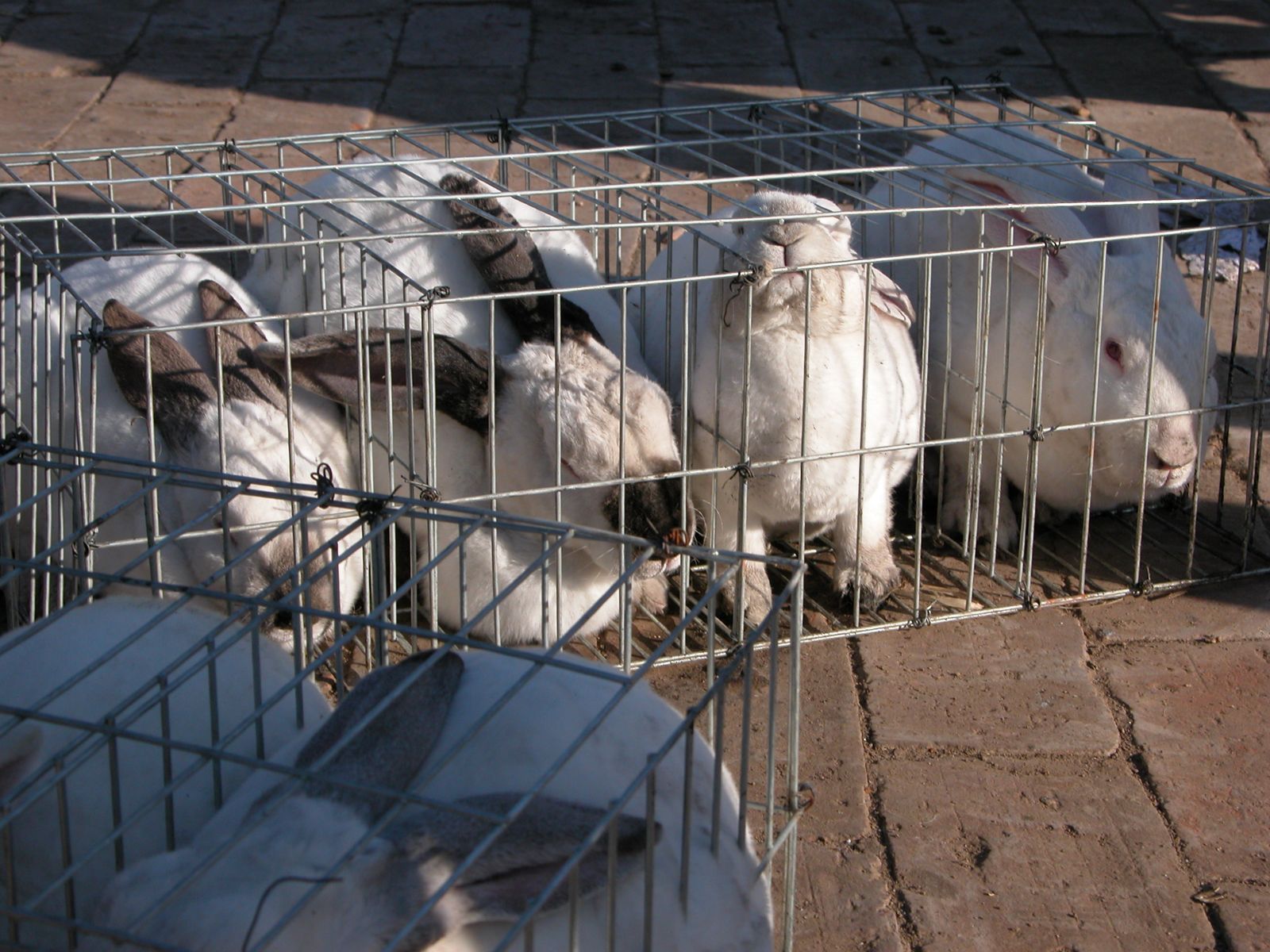 即將被宰殺的兔子被關在狹小籠舍內養殖,常出現精神崩潰、自殘的行為。台灣動物社會研究會提供