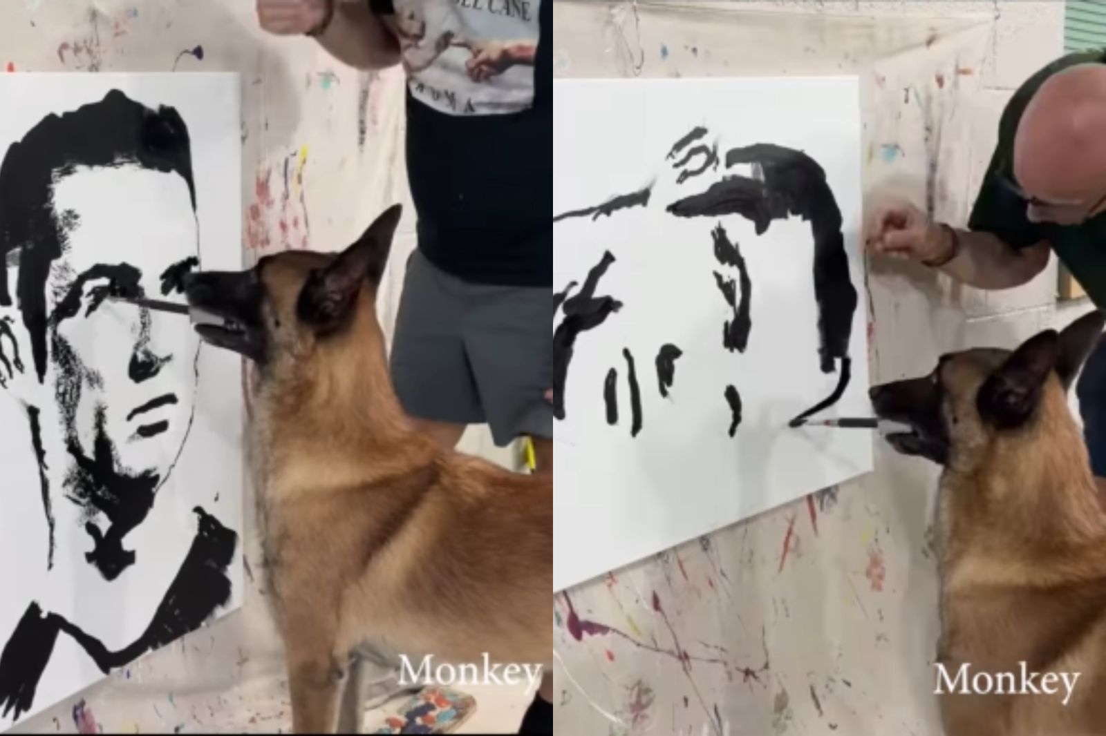  天才牧羊犬Monkey畫畫「出師」了，神還原C羅網友驚呆。圖／翻捨自Monkey IG