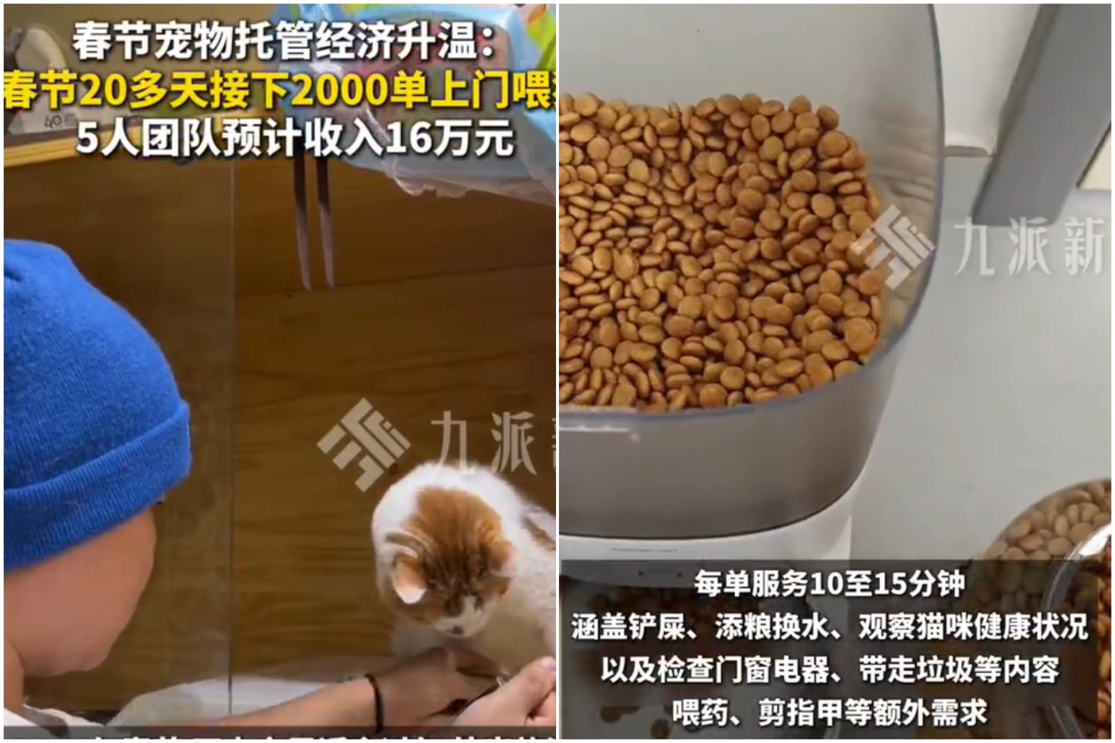 年假「代客餵貓」2千筆生意狂賺68萬！　每天只睡3小時