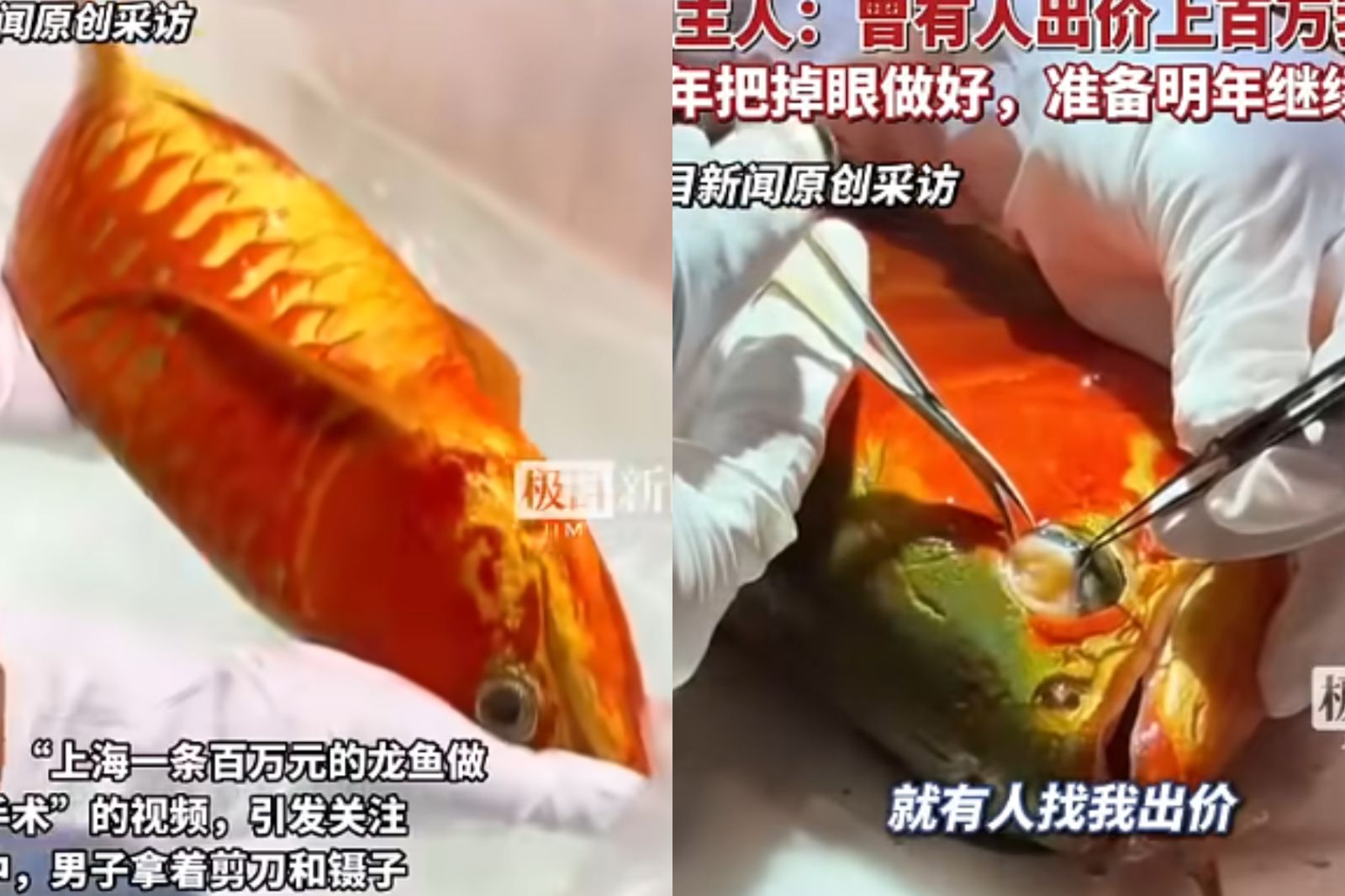 龍魚冠軍價值1套房！主人不願賣　再花5分鐘「割眼袋」身價破表
