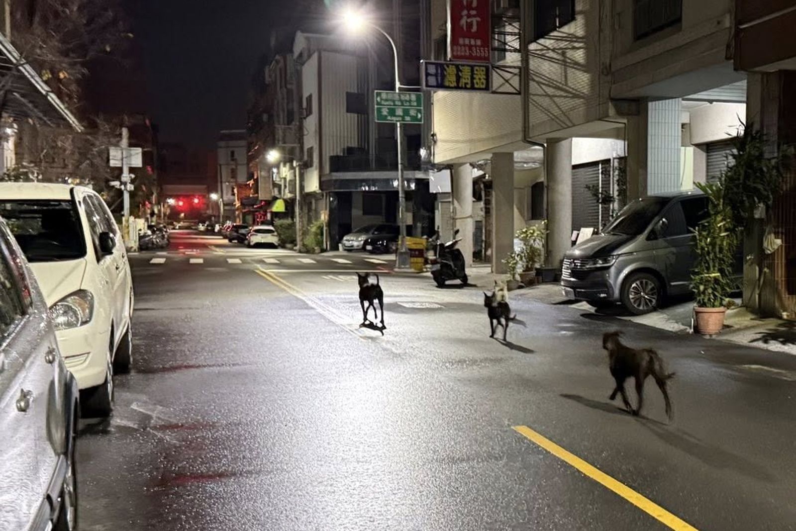 台中南區頻傳「貓殺」慘案！　5惡犬組「獵殺小隊」　安靜拖貓出車底咬殺逞凶