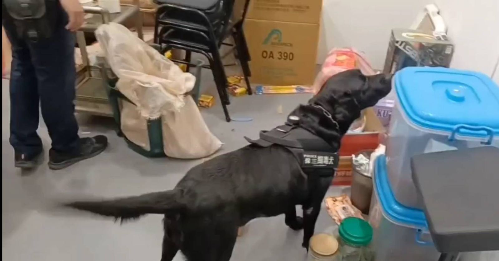 超萌緝毒犬「雲斯頓」神鼻立大功　南市少年隊颱風前夕破獲毒品大盤商