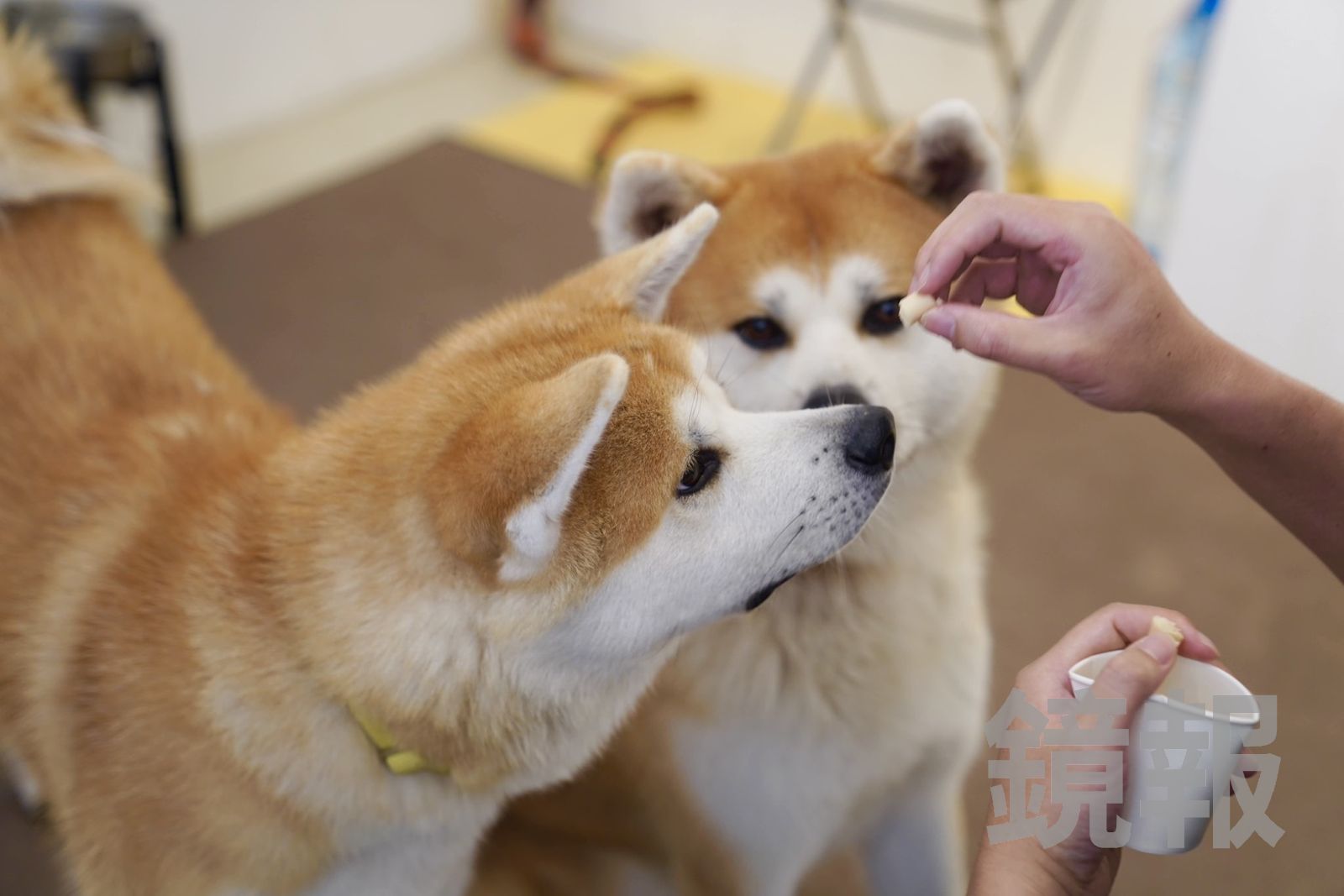 到日本秋田就要擼狗!大館「秋田犬café」網紅店狗可摸可抱太療癒