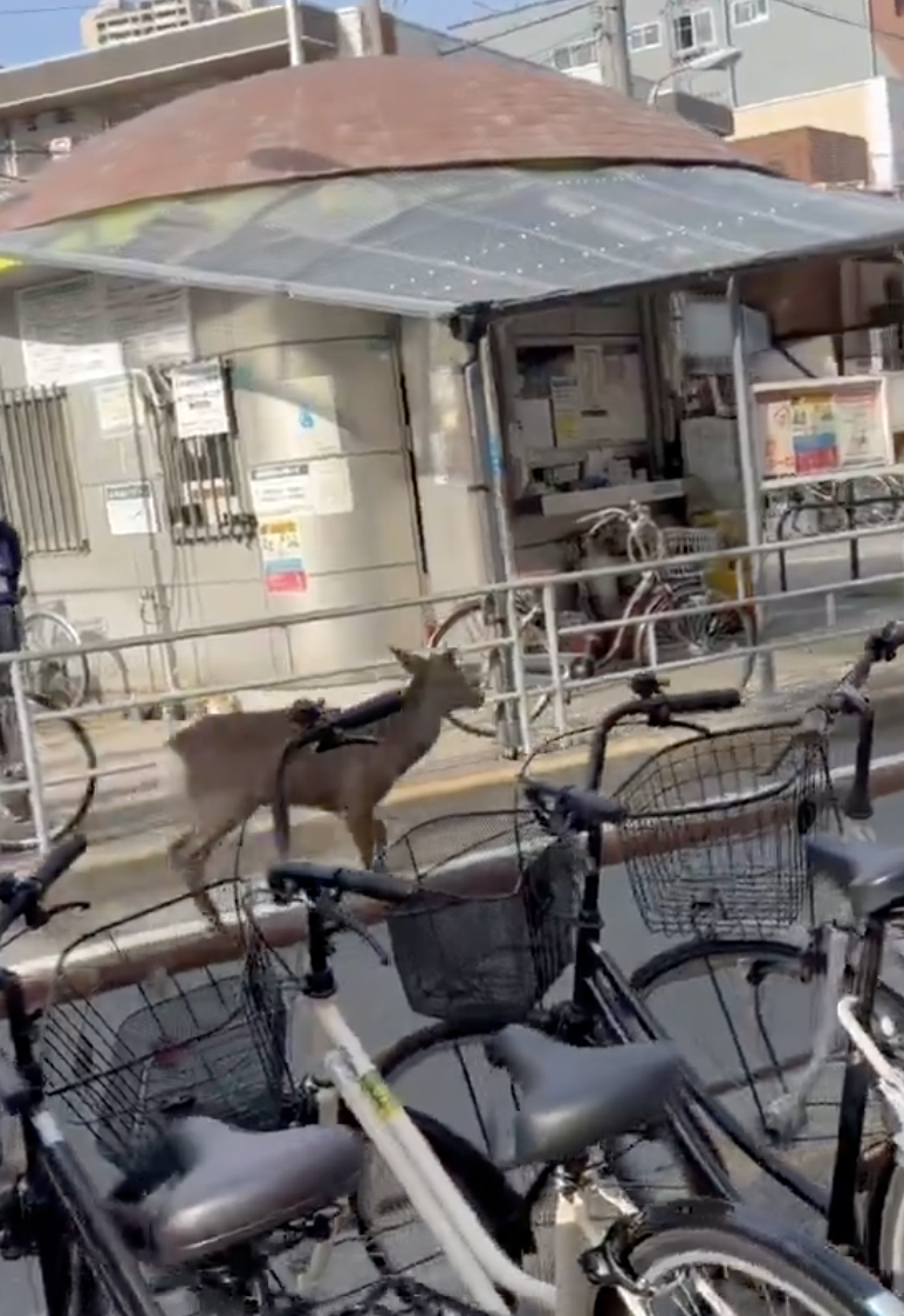 奈良鹿出現在大阪市區。圖／翻攝自X