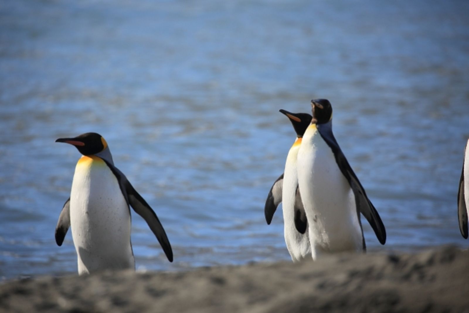 令人羨慕的能力！邊照顧幼崽「1次只睡4秒」　一探動物生存睡眠術　
