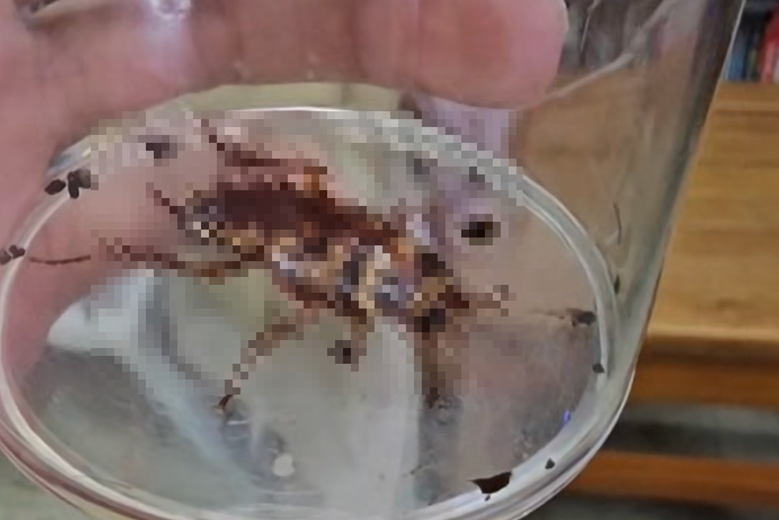 蟑螂不吃不喝「關1個月」仍活跳跳　1原因讓他放棄實驗