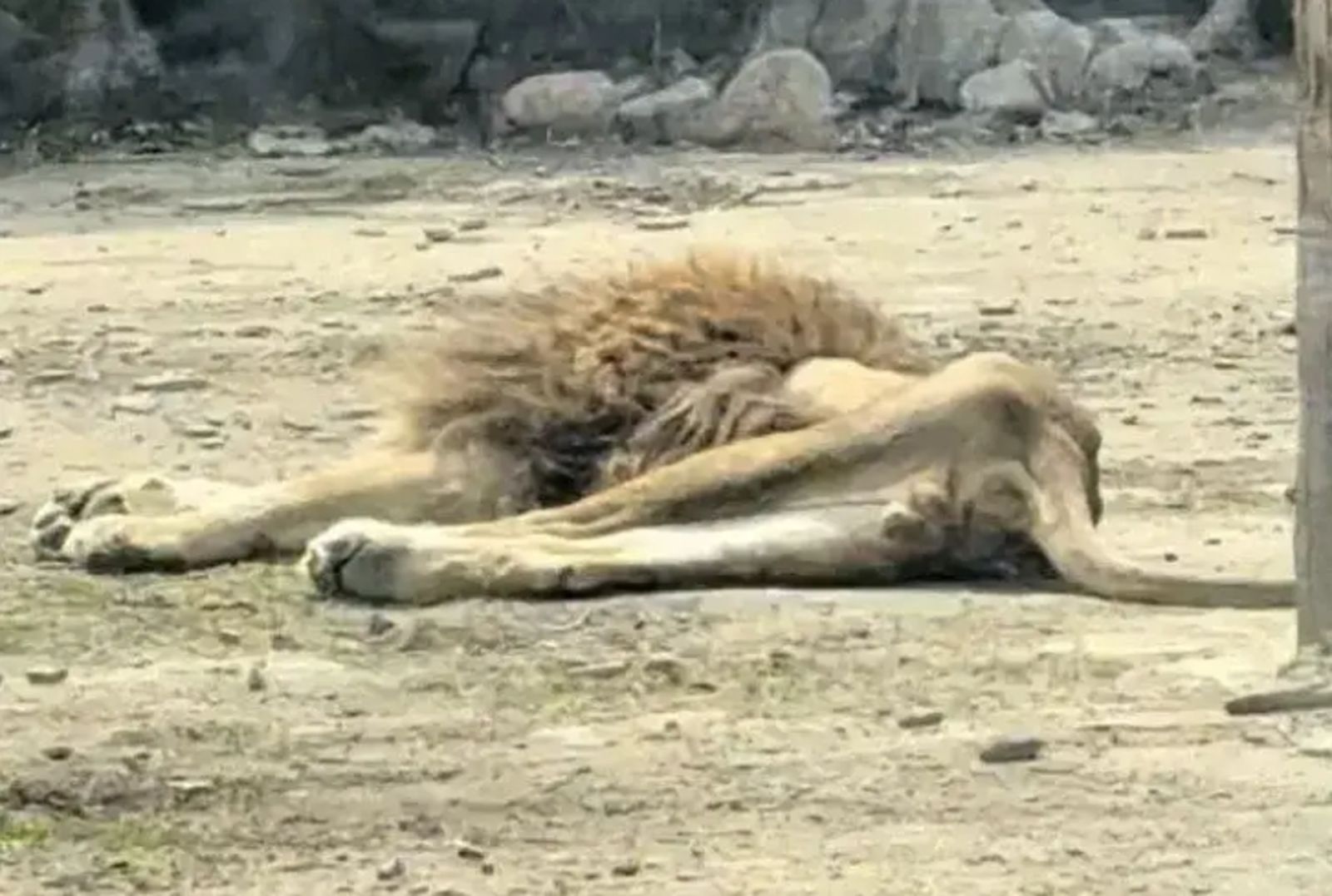 動物園獅子瘦成「紙片獅」　原因曝光…全網好心疼
