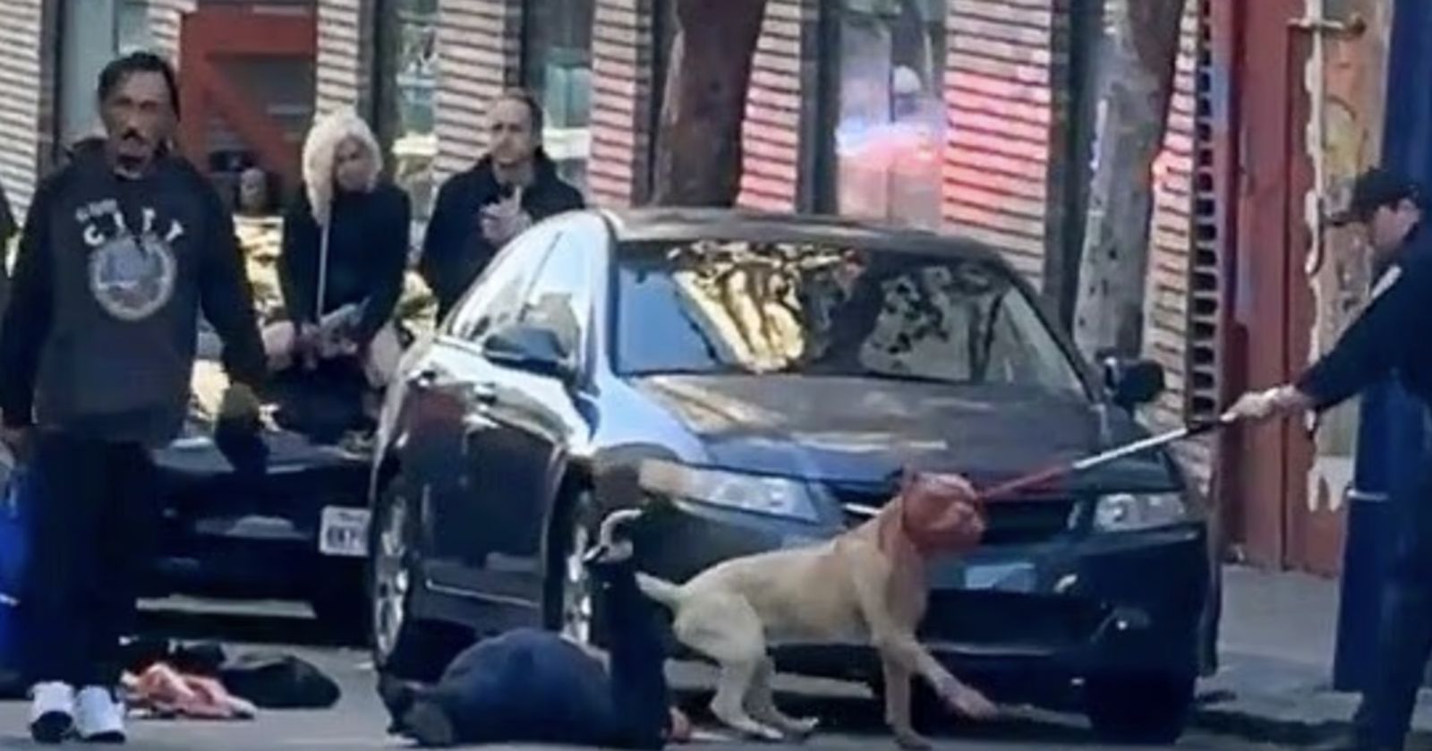 比特犬街頭「狂咬女子10分鐘」滿臉血守身旁!路人急喊「射殺牠」 警到場後狗竟當場死亡