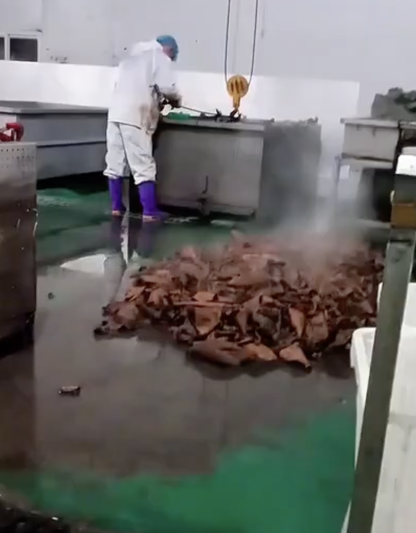 鹿哈帶貨的毛肚,遭踢爆生產工廠環境惡劣。圖/翻攝自微博