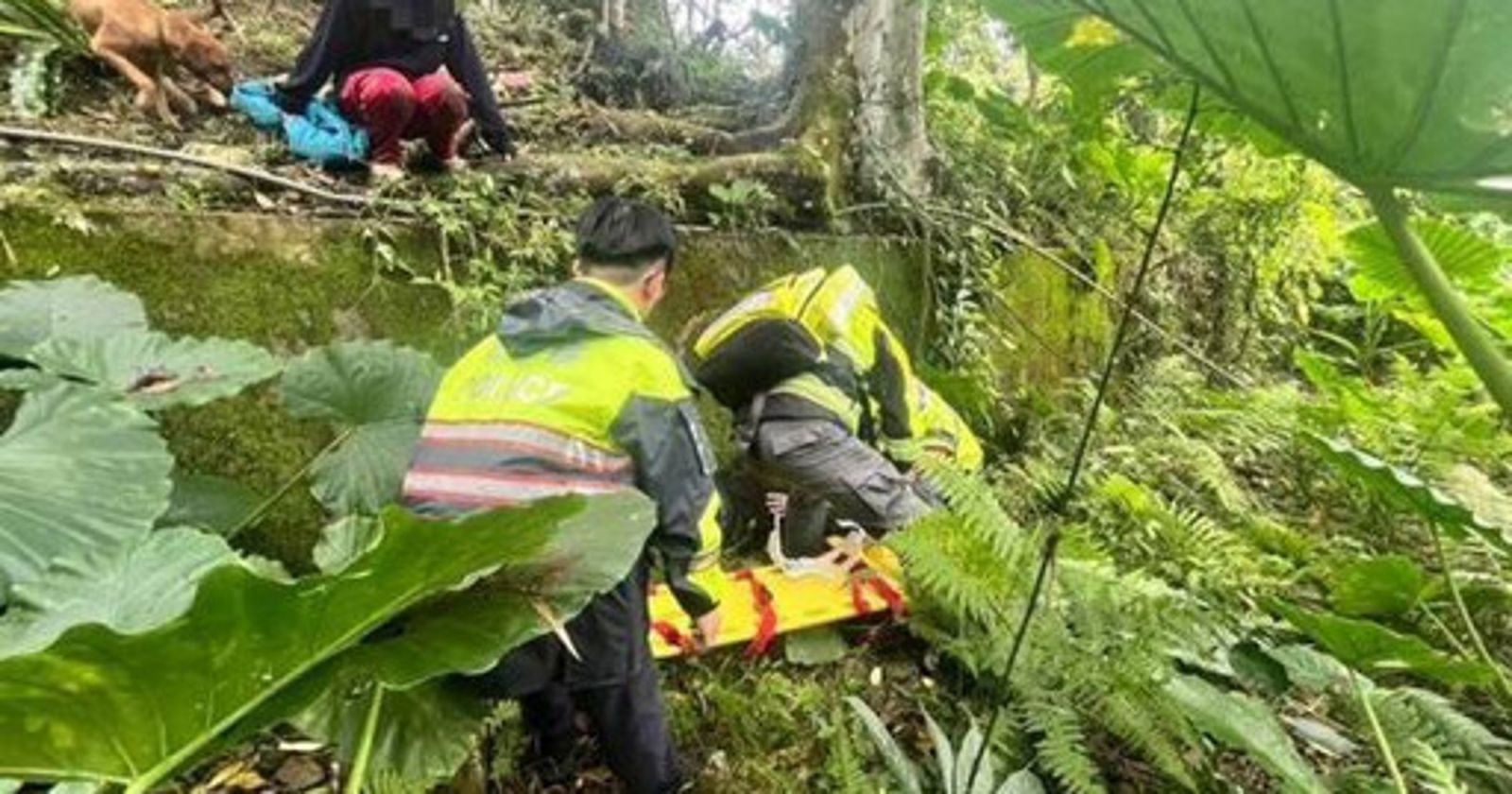 種山蘇踩青苔滑倒！花蓮婦跌落山坡「全身痛不能動」　警消擔架抬下山