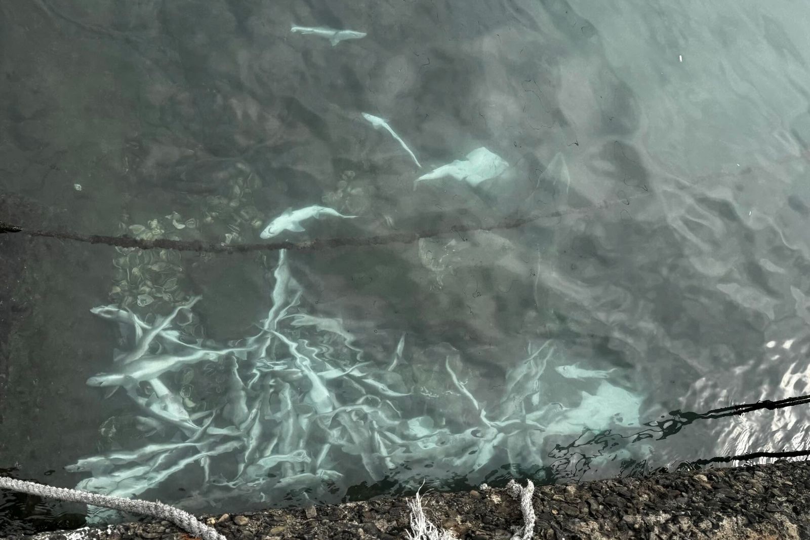 基隆正濱漁港驚見大量「死鯊魚」 內行曝亂象:放生一條街