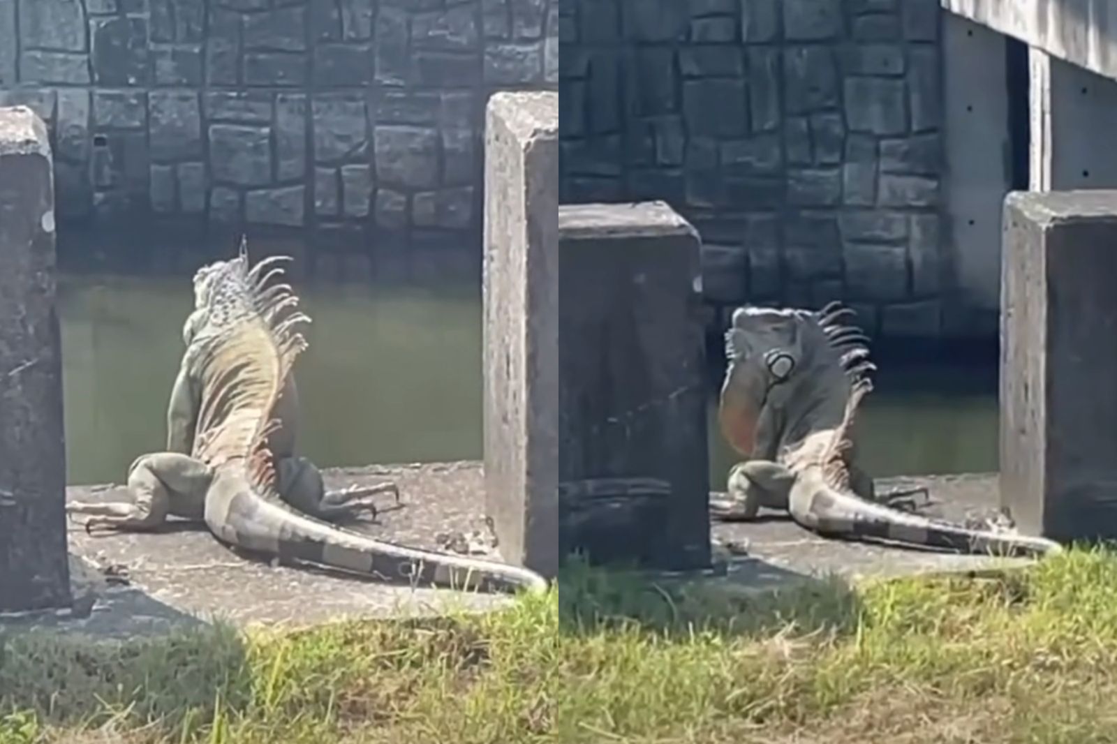 這不是AI!超巨大綠鬣蜥現蹤台南 宛如「變異哥吉拉」