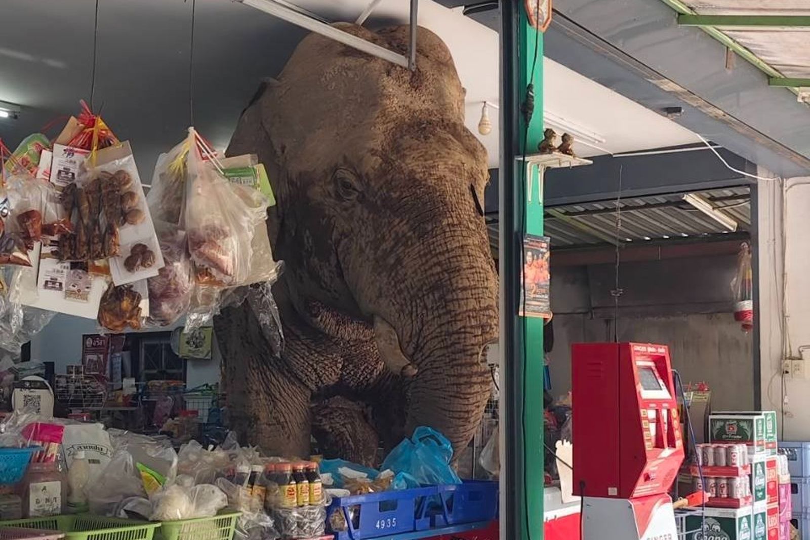 野生大象闖雜貨店「狂吃雞蛋零食」 專家揭背後目的