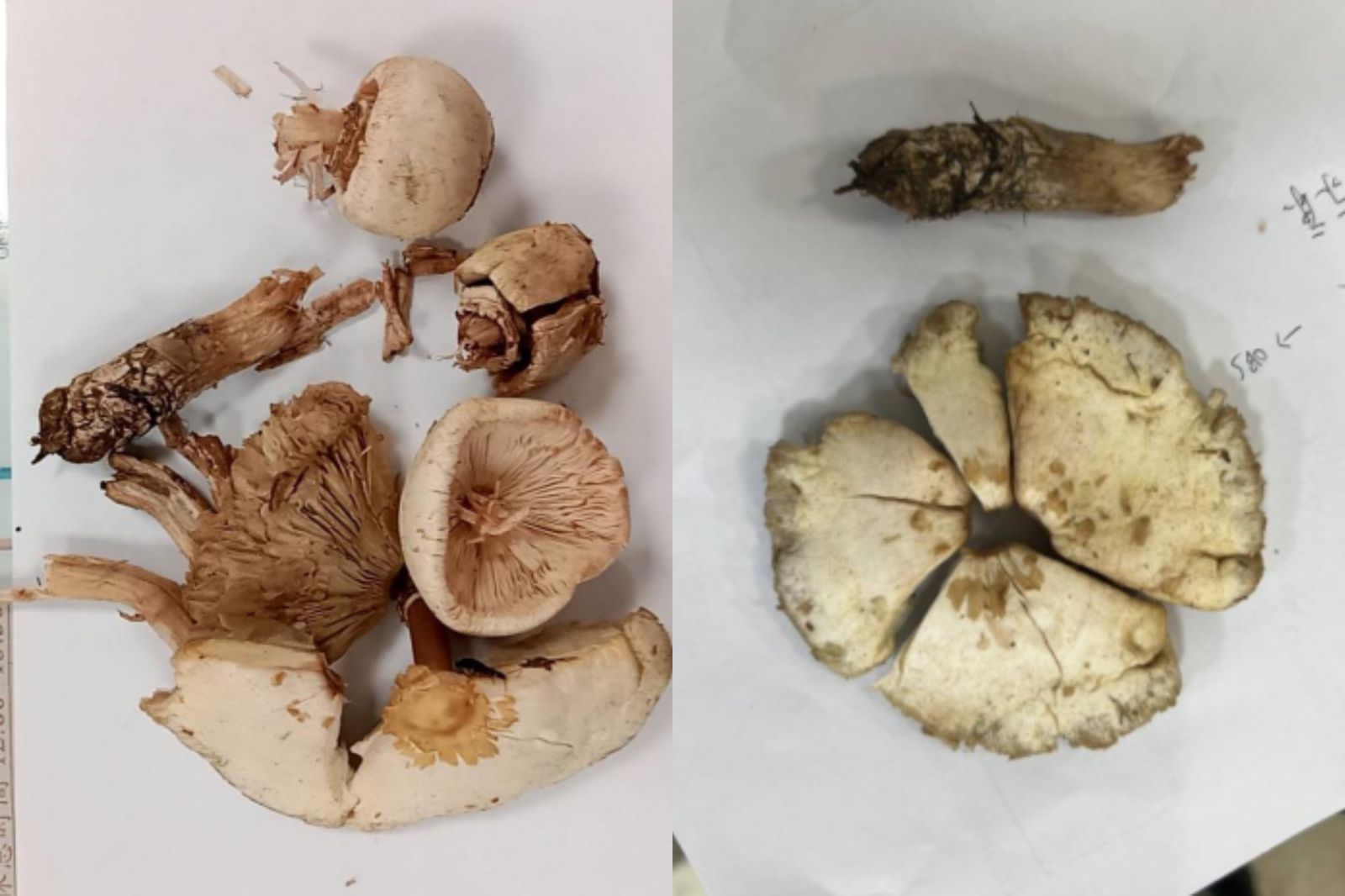 台北榮總指出綠褶菇(Chlorophyllum molybdites)是國內最常被誤食的有毒蕈類。圖/台北榮總