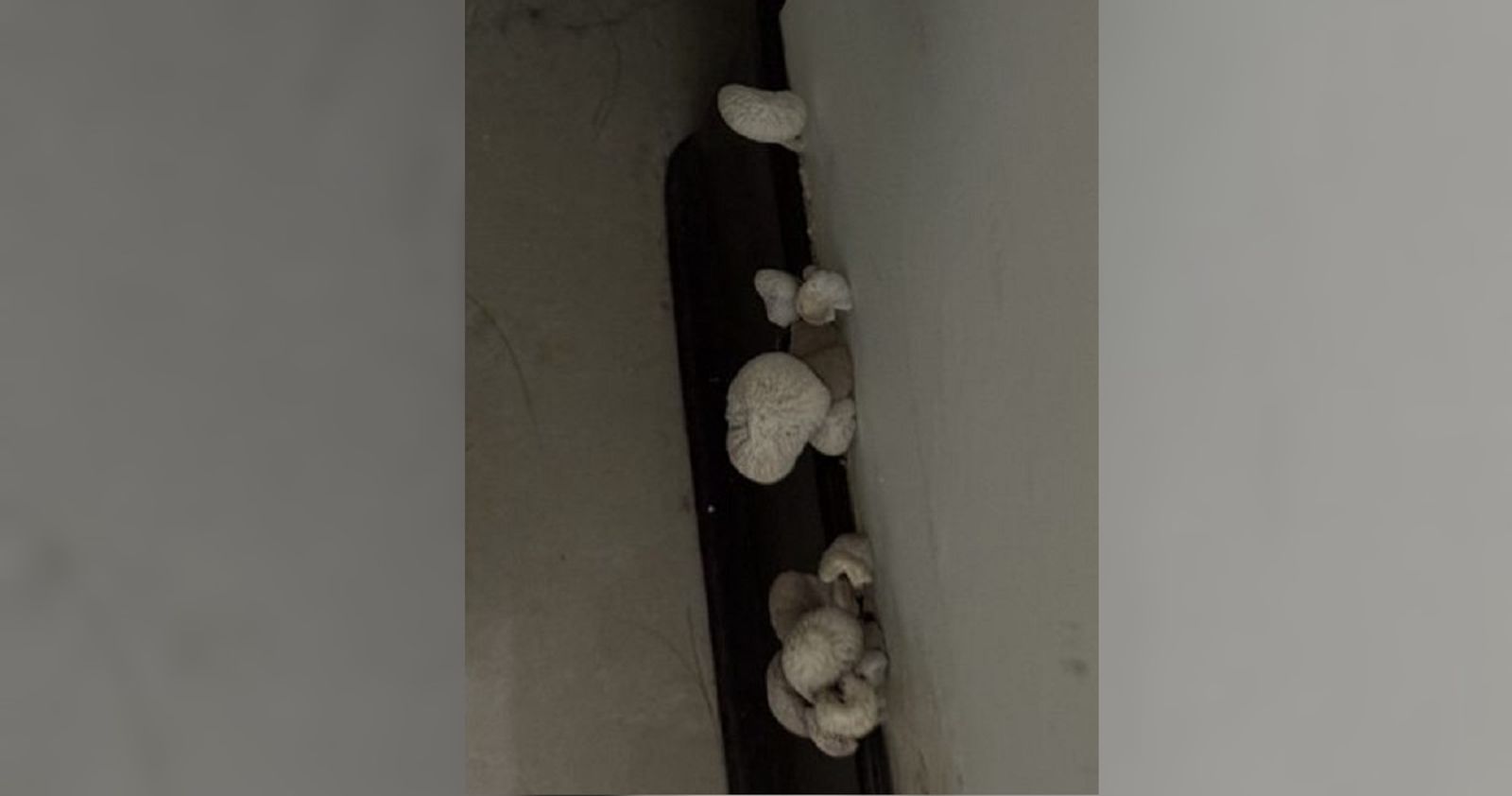 家裡牆壁長出「超大坨蘑菇」除濕機也沒用 他好苦惱