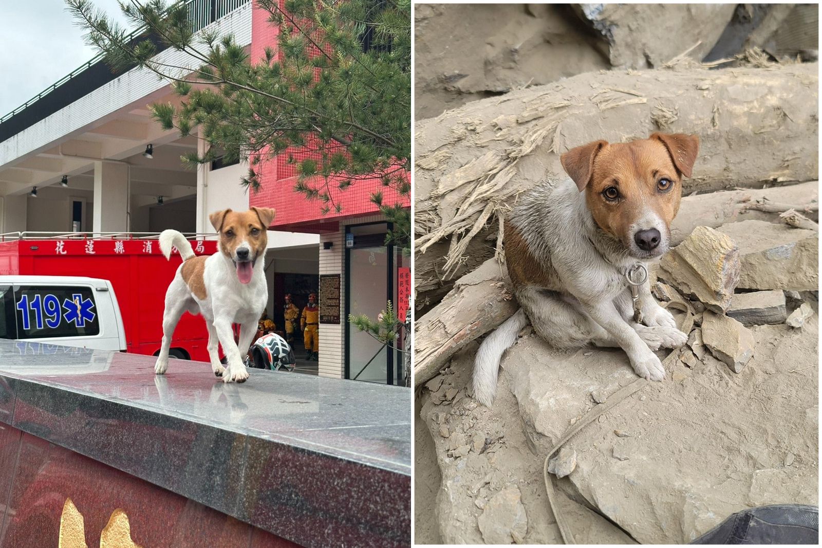 RIP!花蓮搜救犬「小鋼炮」Wilson墜樓亡 去年太魯閣大地震搜救立大功