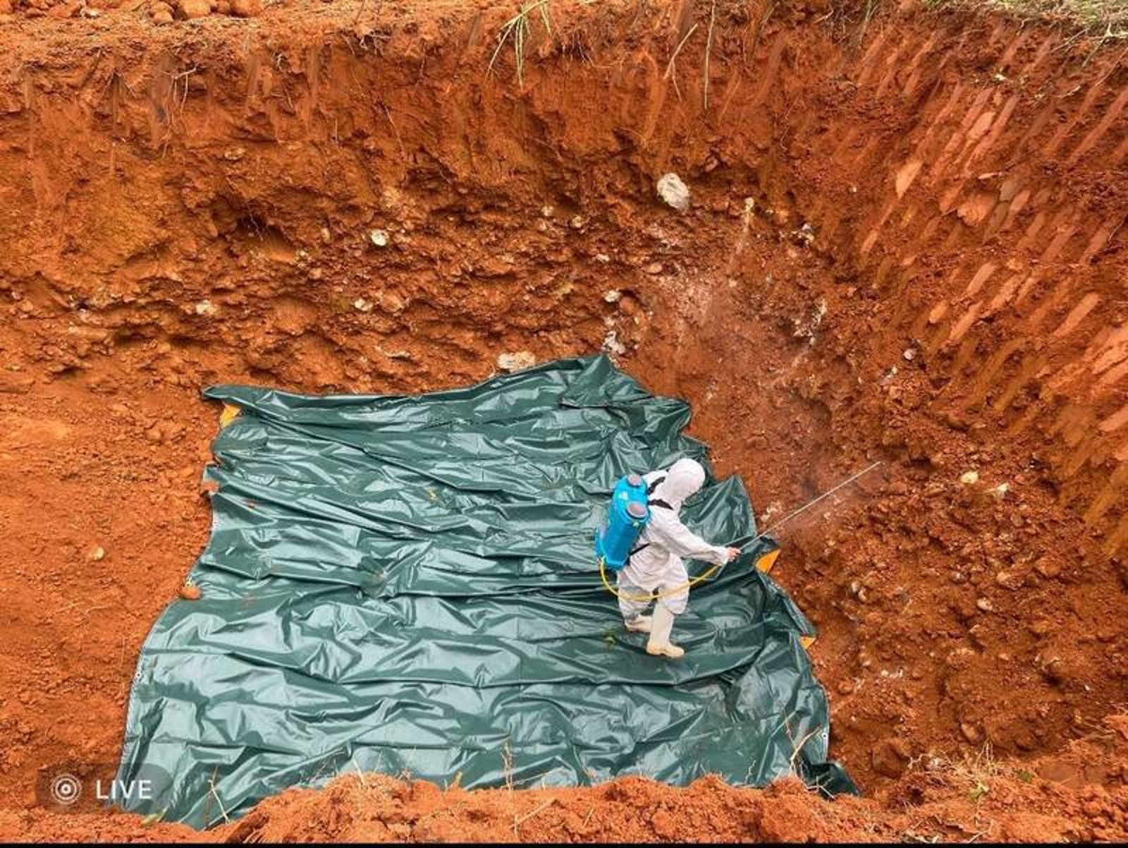 台中非洲豬瘟場再驗出病毒 中央籲強化清消 市府連夜補強防堵擴散