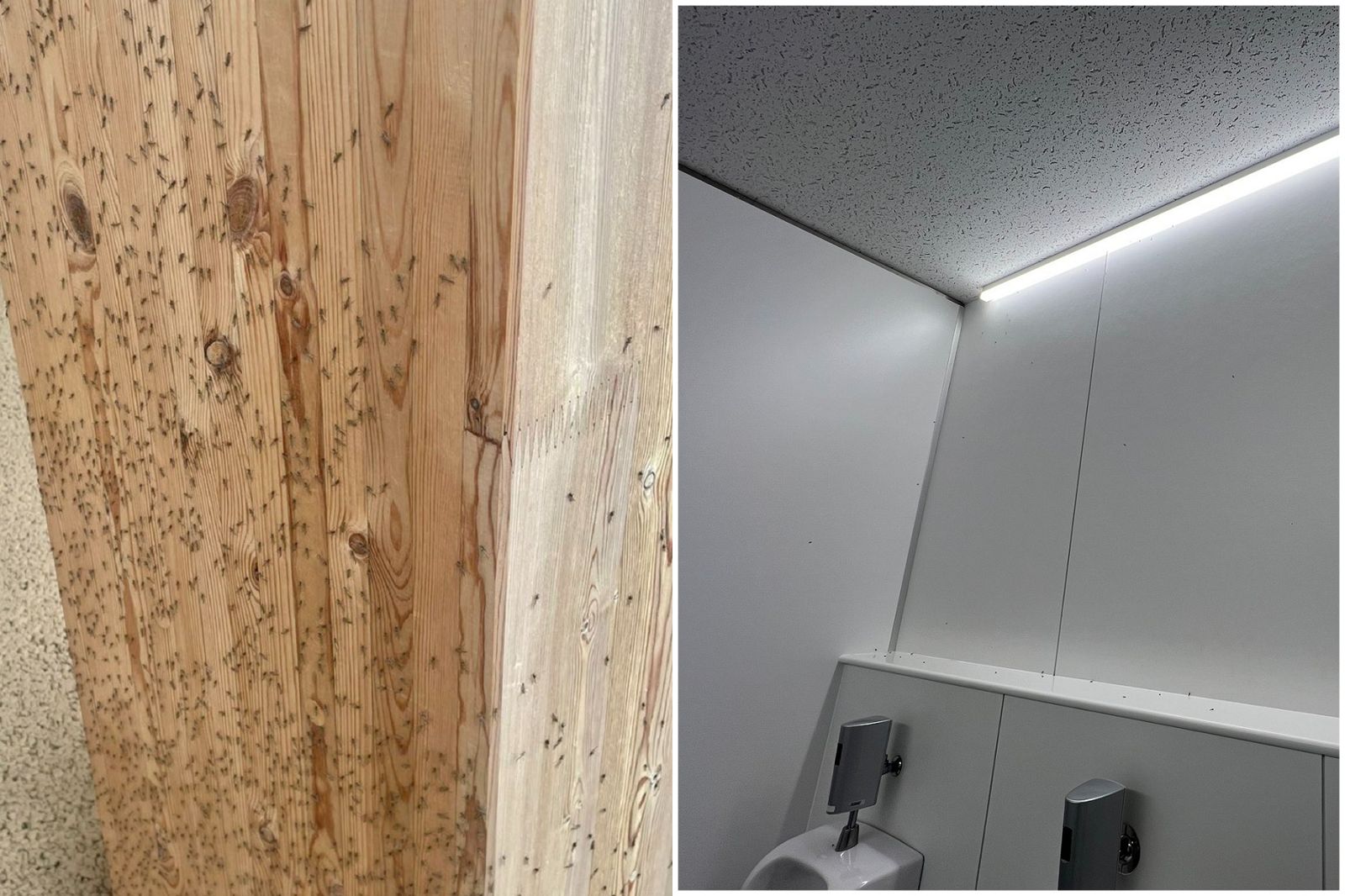 噁爆慎入！大阪世博已被蟲蟲佔領佔滿　主辦單位要噴藥了