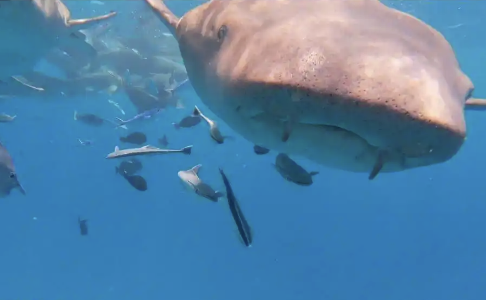 太近了!遊客潛水相機被鯊魚「一口吞下」 驚悚畫面曝光