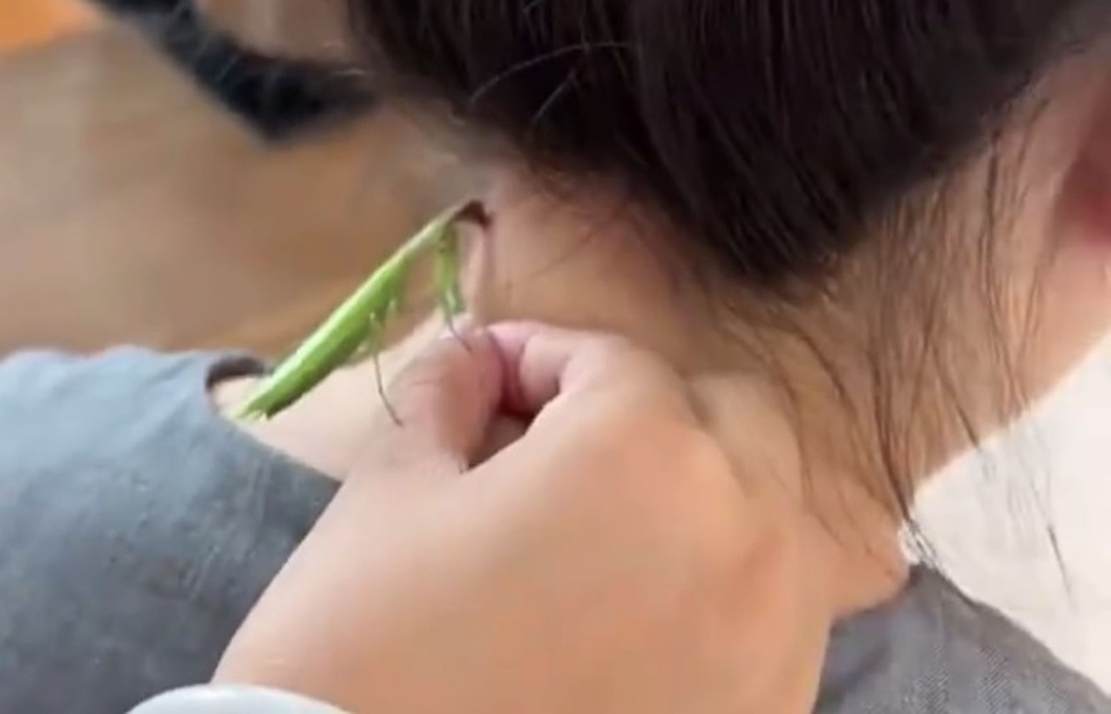 吃人啦!女子活抓螳螂生吃肉疣 醫生斥「不科學」曝民間療法風險