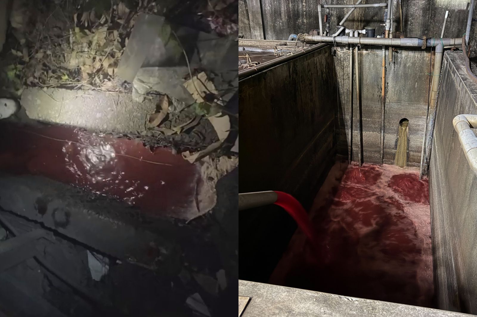 新北食品公司偷排廢水!水溝「一片血色」驚悚畫面曝 環保局:已勒令停工