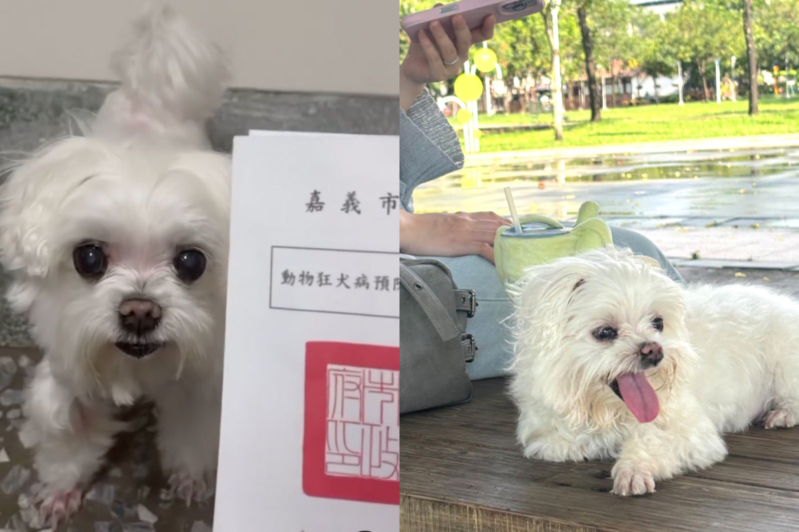 「毛孩沒打疫苗」慘罰3萬！　她曬證明反擊：政府缺錢嗎？