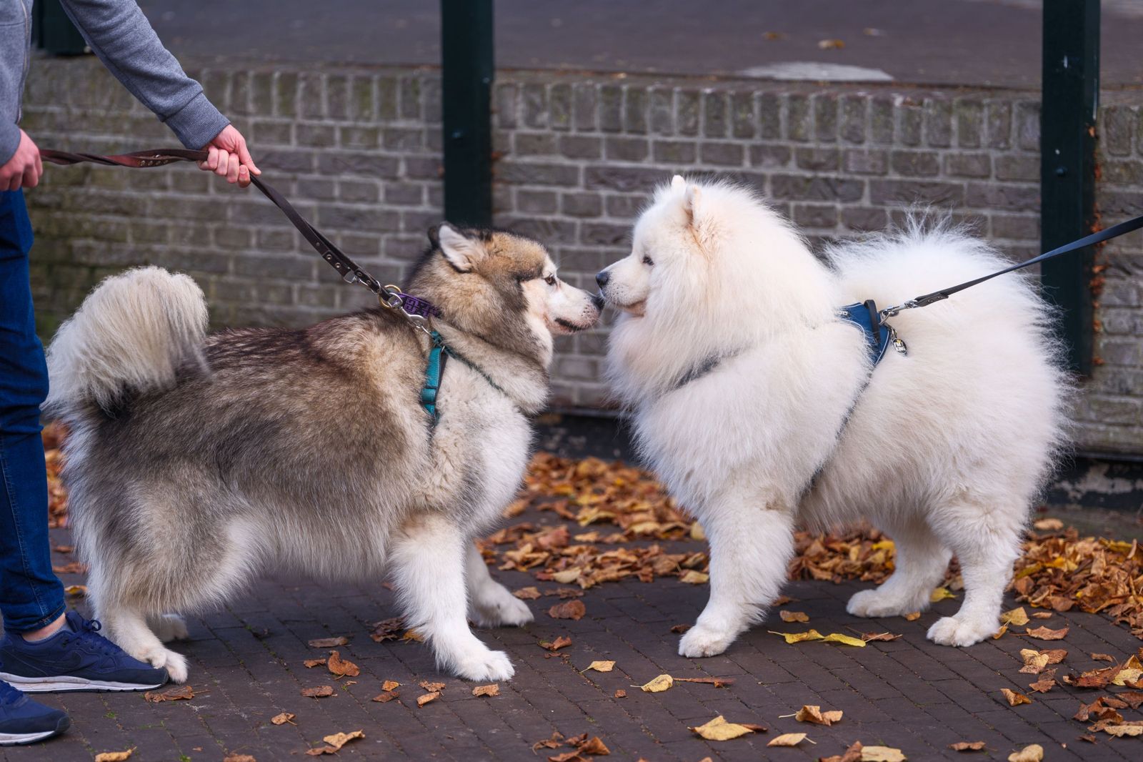 訓犬師害11狗慘死竟「冒名火化」滅證 飼主收「愛犬安詳離世」簡訊秒崩潰