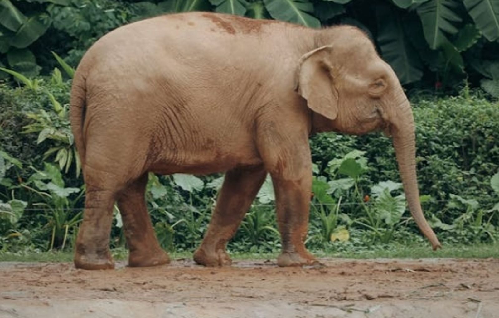 10天釀22死!印度失控大象「夜襲民宅」害死1家6口 官方多次麻醉抓捕失敗