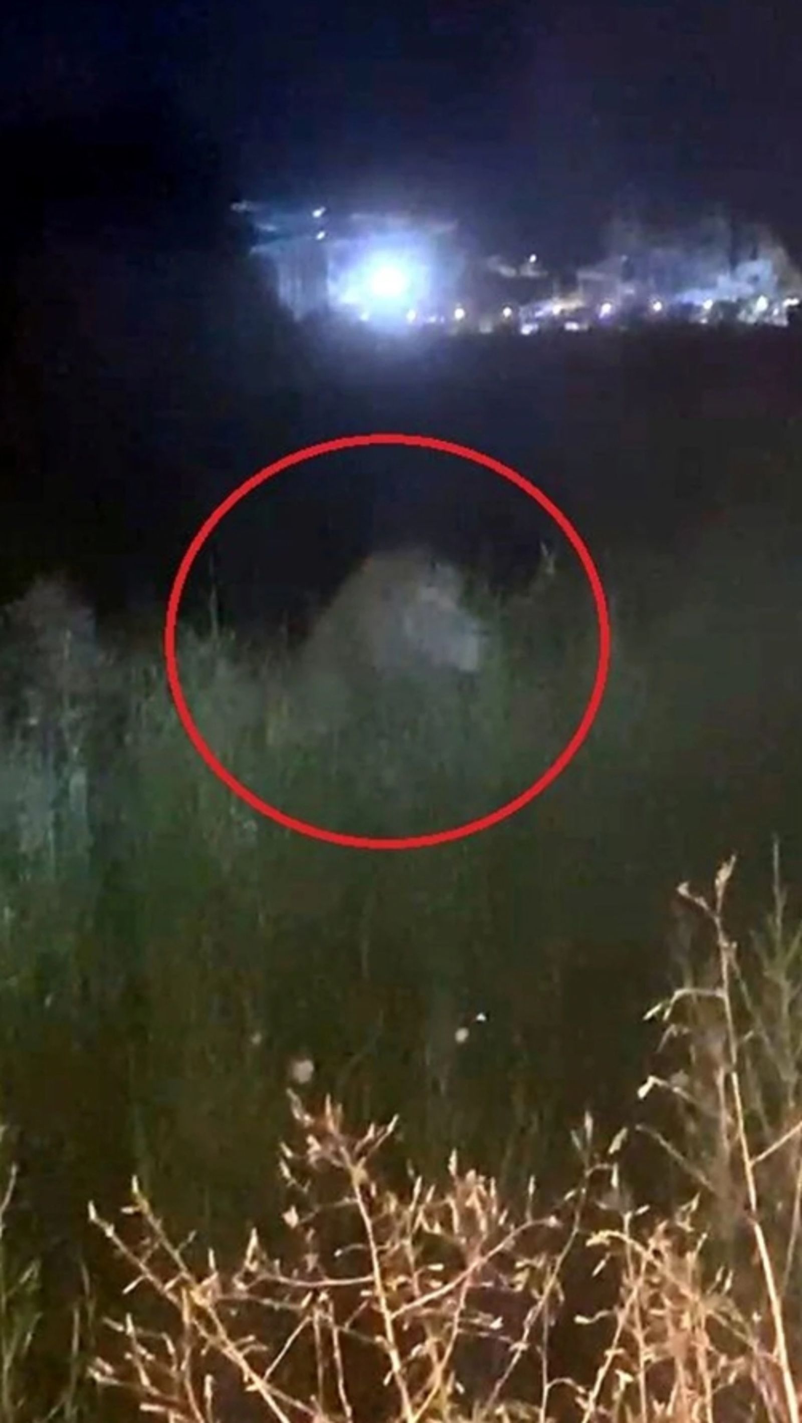 獅子逃亡森林後仍被擊斃。圖／翻攝自NTV Haber