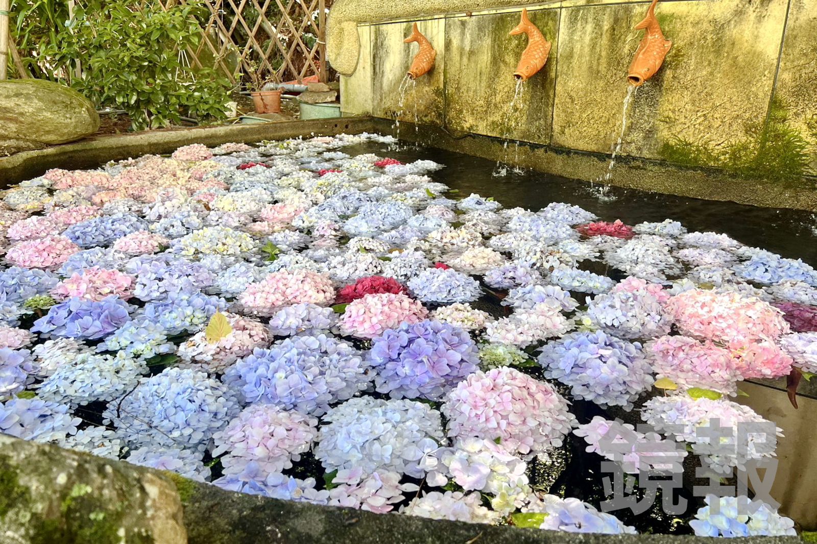 高山繡球花滿開!絕美「花手水」如日本神社 武陵農場七月限定浪漫一次看