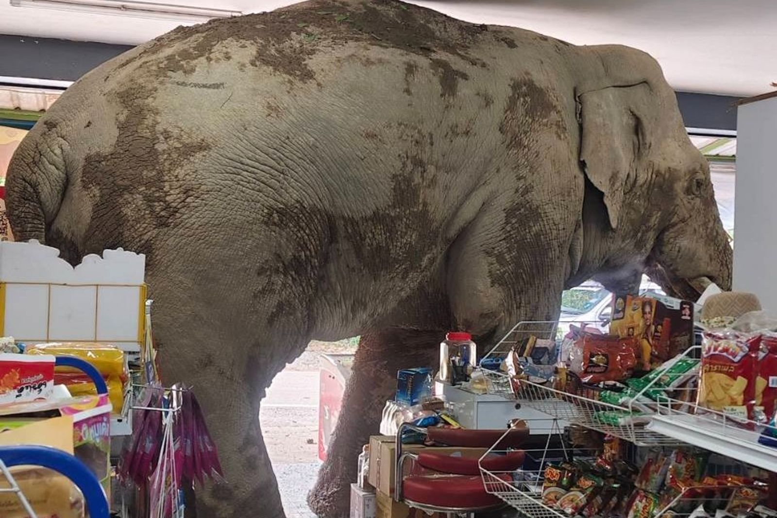泰國一頭野生大象闖入雜貨店偷吃零食。圖/翻攝自ช่างบอล เขาใหญ่臉書