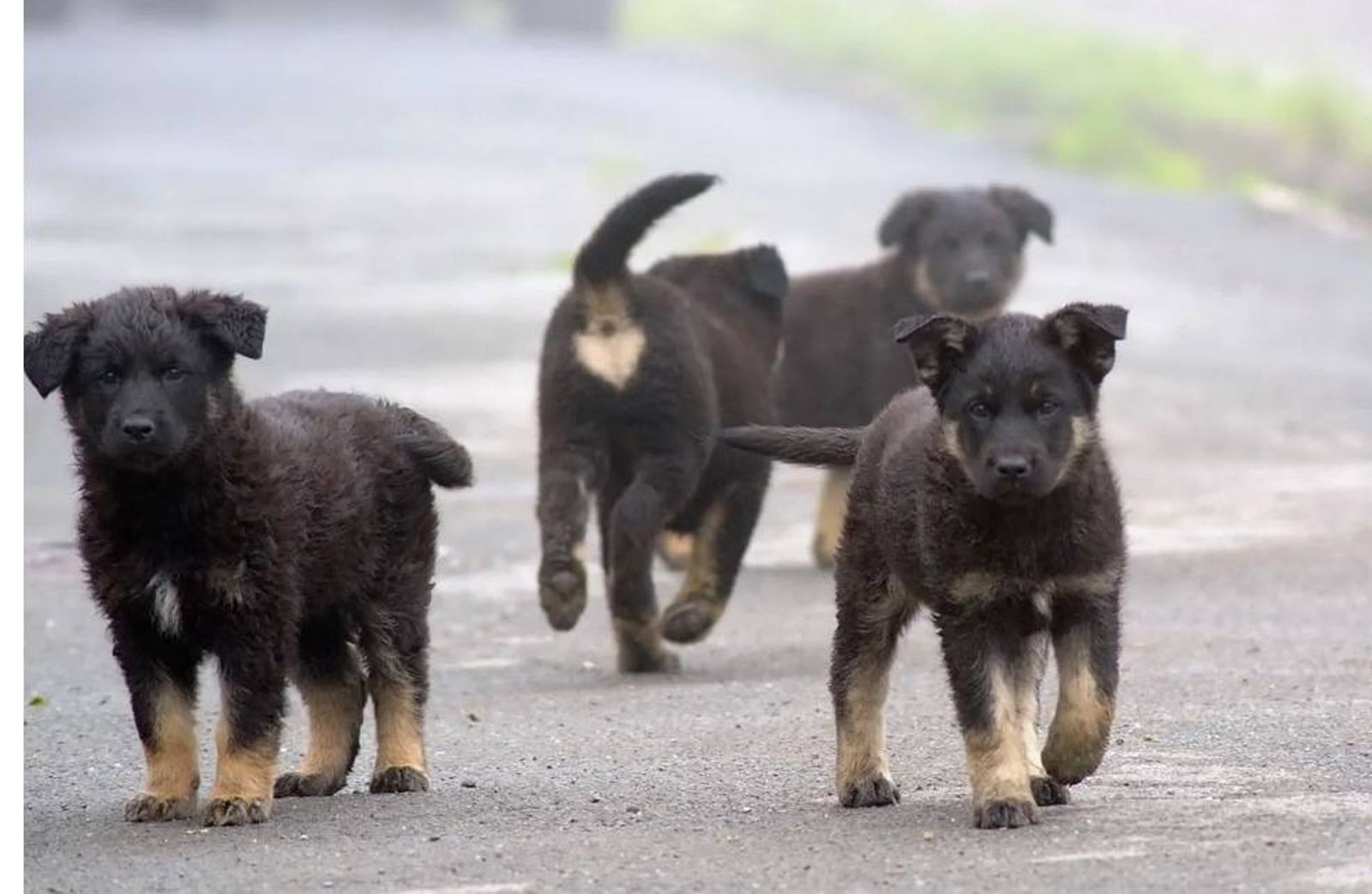 「還我小黑！」恨鄰舉報捕流浪狗　愛爸愛媽半年蛋洗鄰宅25次