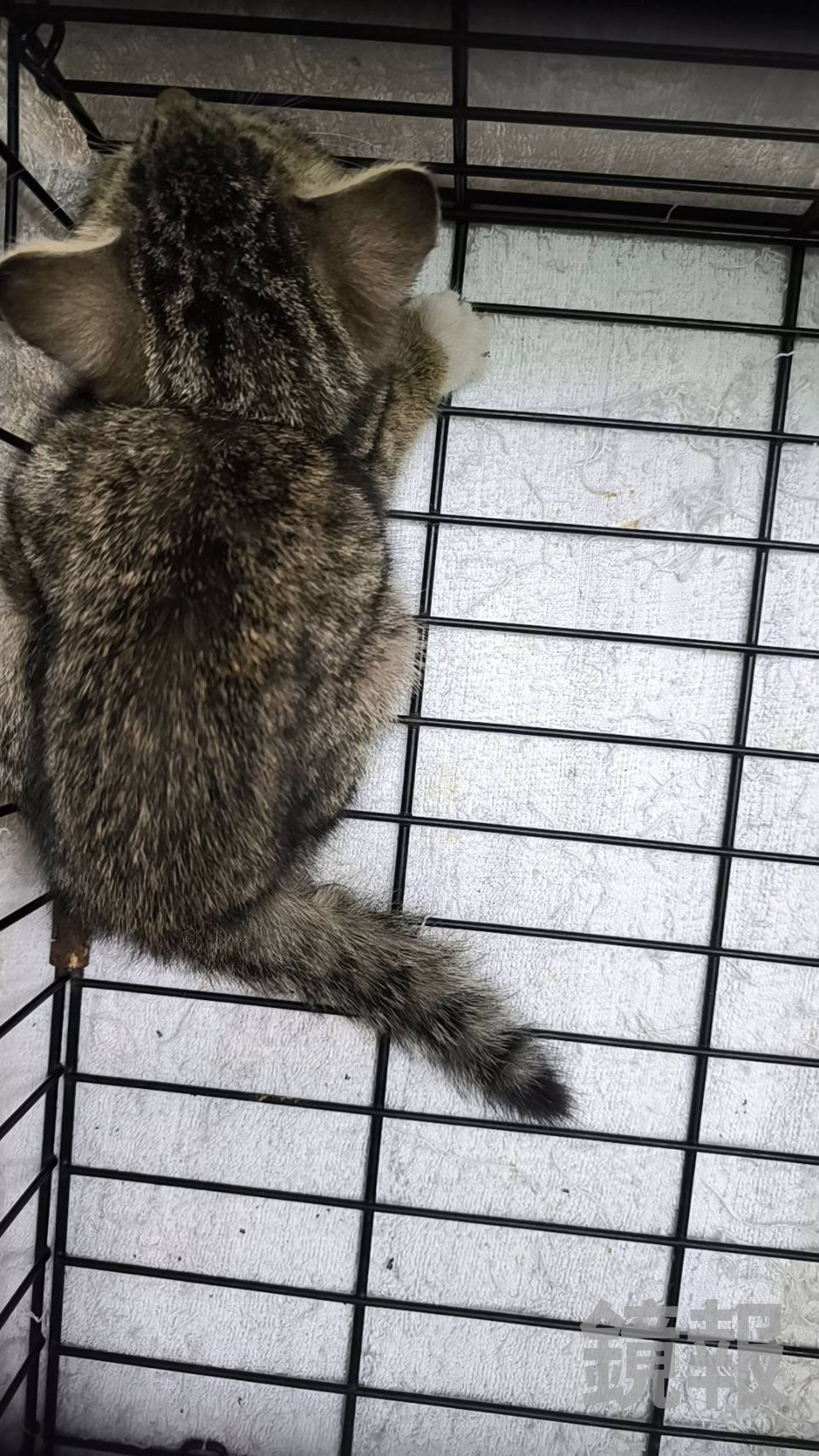 昨日救出的幼貓。動保處提供