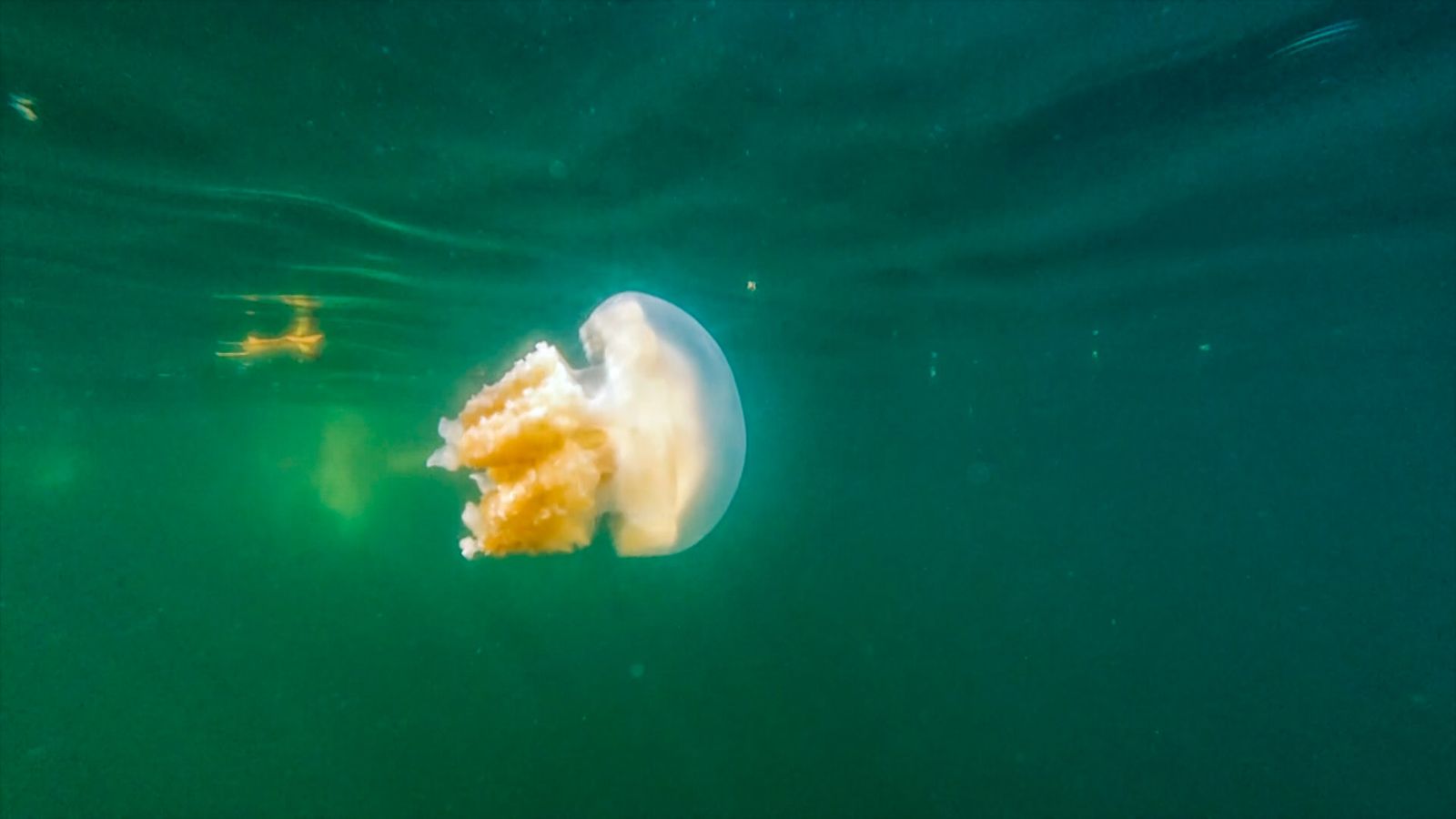 水母湖僅找到一隻白化水母。公視提供